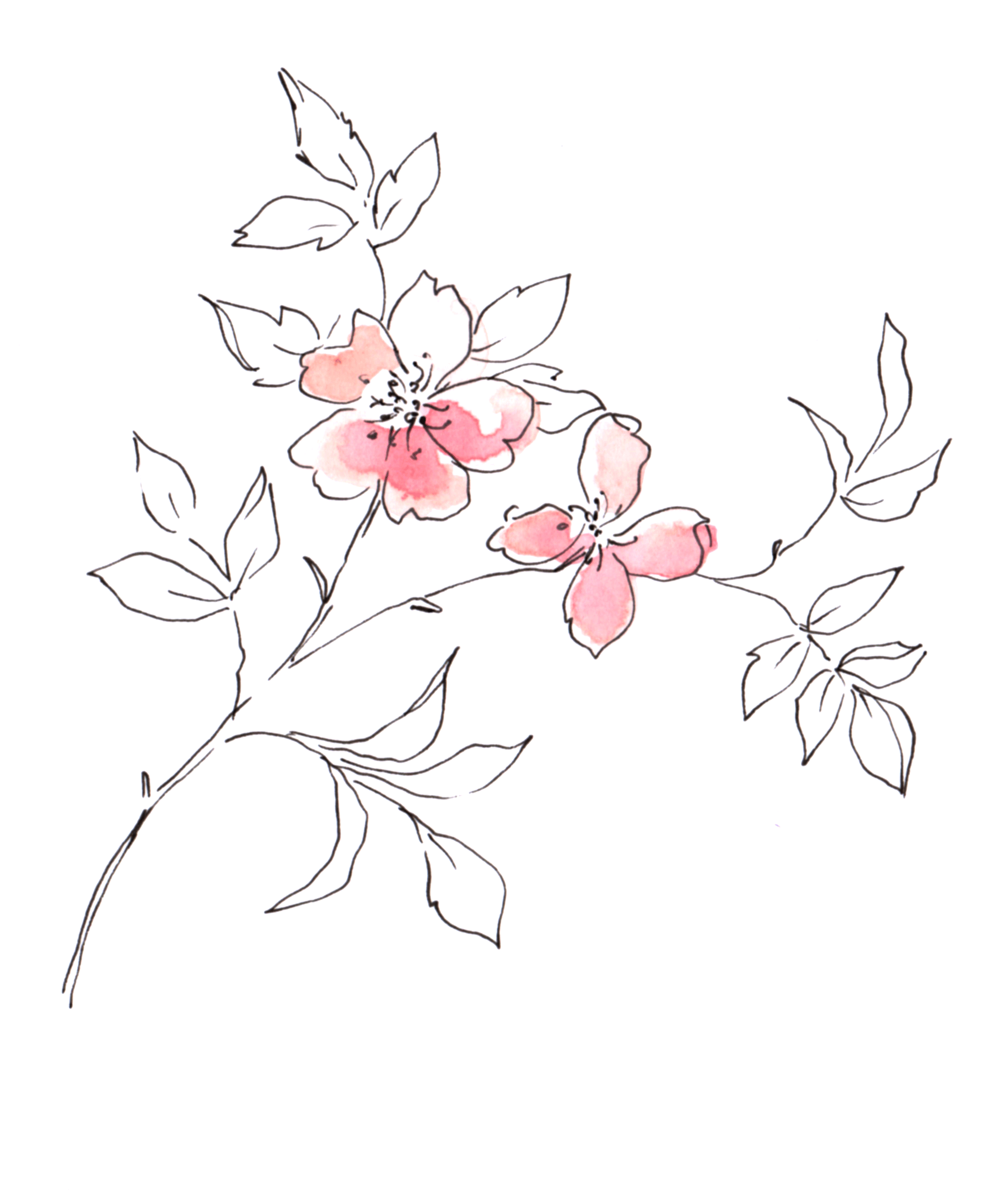 Dog-rose.gif