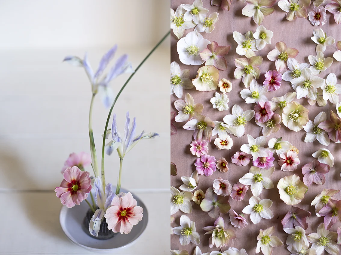 Primrose and iris flower arrangements | Aesme Studio London