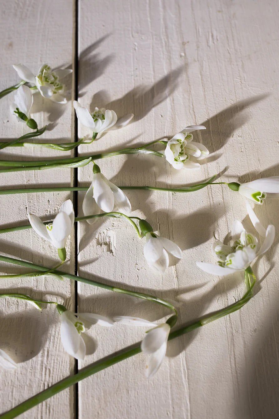 Snowdrop flowers | Aesme Studio London