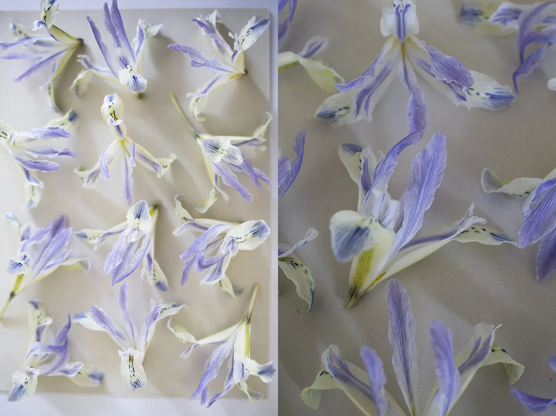 Iris reticulata flower pressing | Aesme Studio London