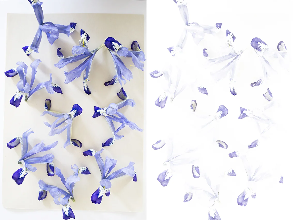 Iris reticulata flower pressing | Aesme Studio London