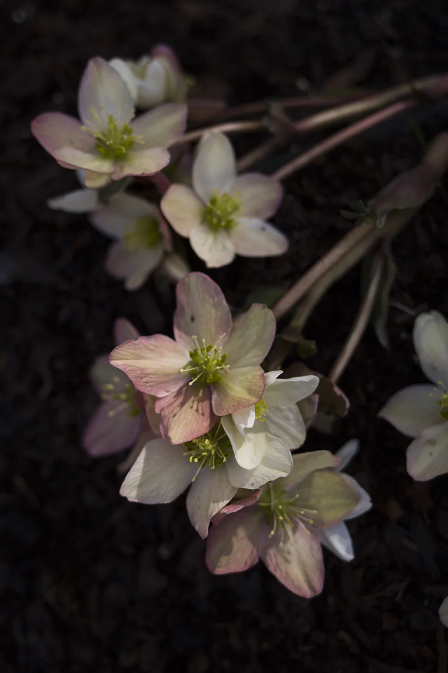 Hellebore flowers | Aesme Studio London