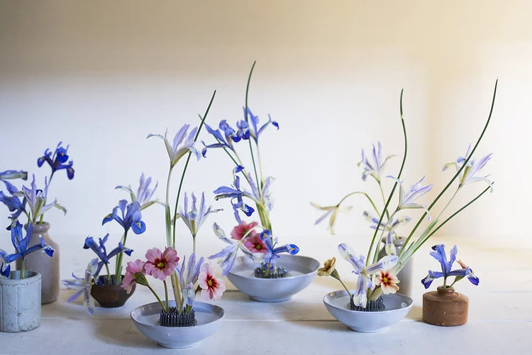 Milky skies & netted iris