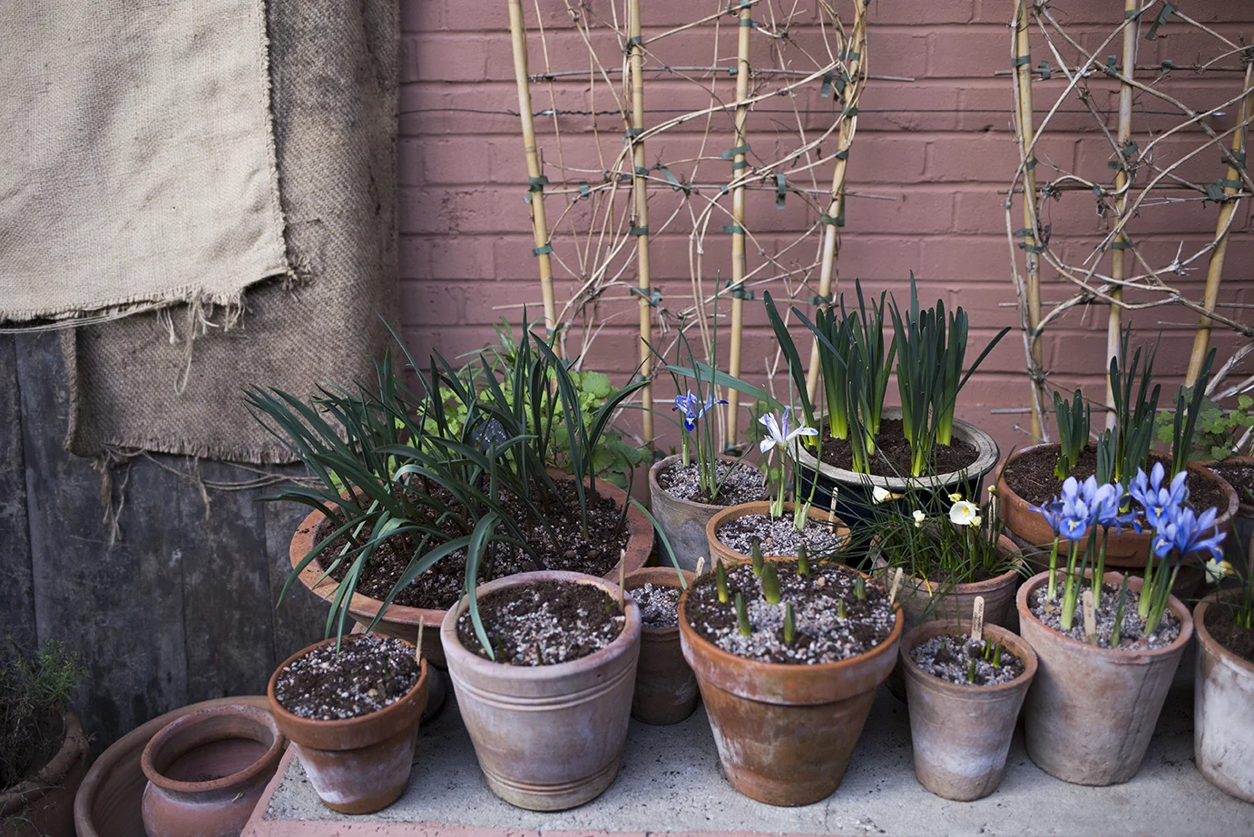 Tulip bulbs in pots | Aesme Studio London