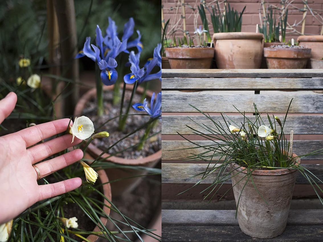 Tulip bulbs in pots | Aesme Studio London