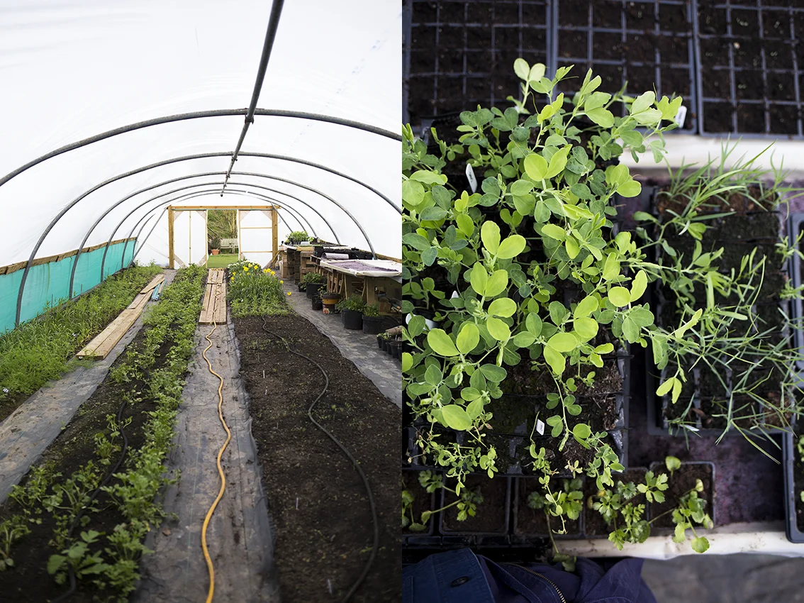 Growing cut flowers | Aesme Flower Studio London