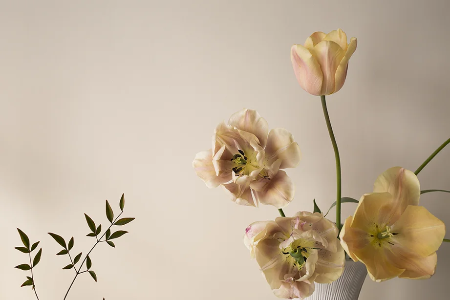 Flower Studio | ‘Belle Epoque’ tulips, at their most beautiful as they fade and crumple