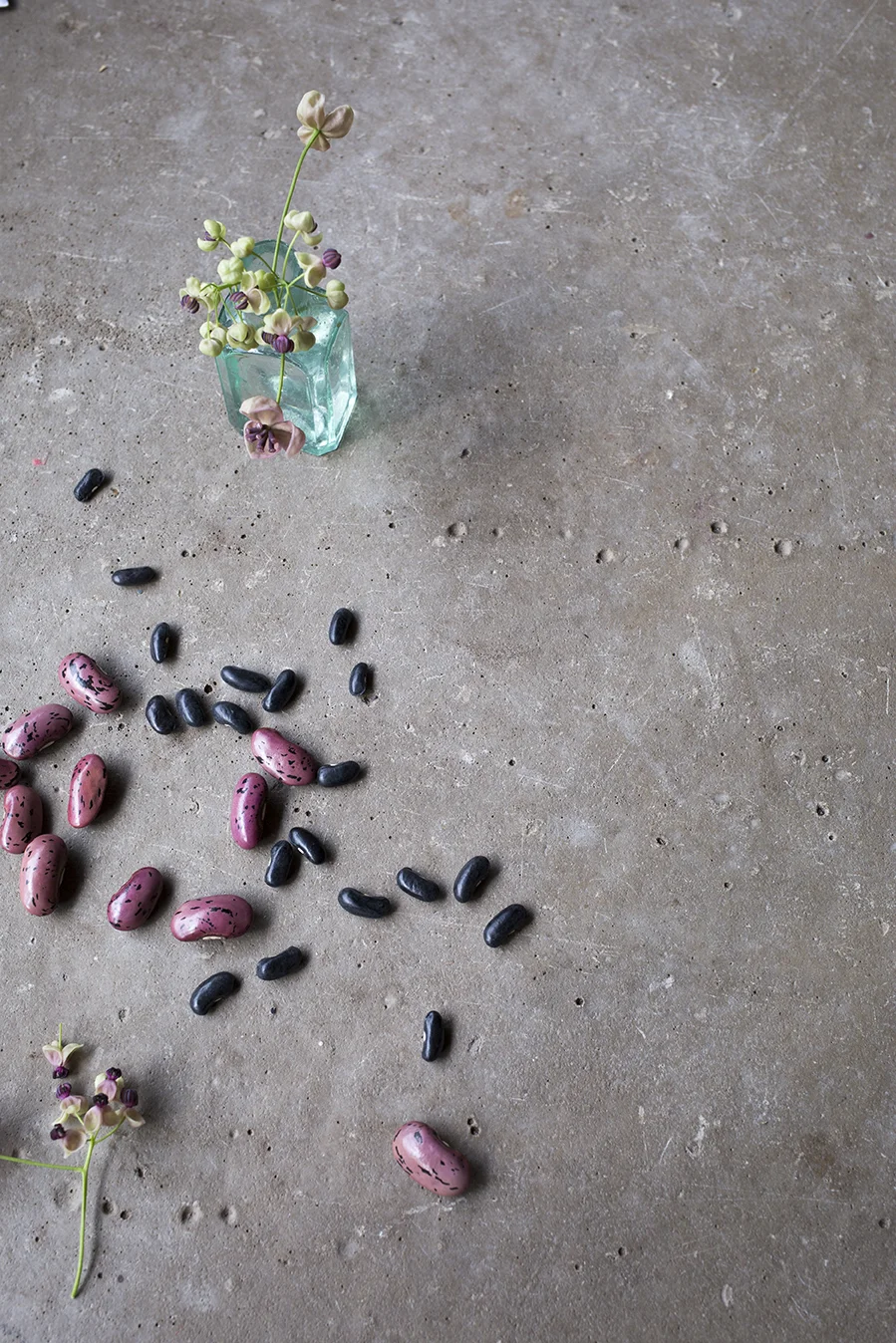 Above: Akebia quinata (chocolate vine) with runner and French climbing beans for planting