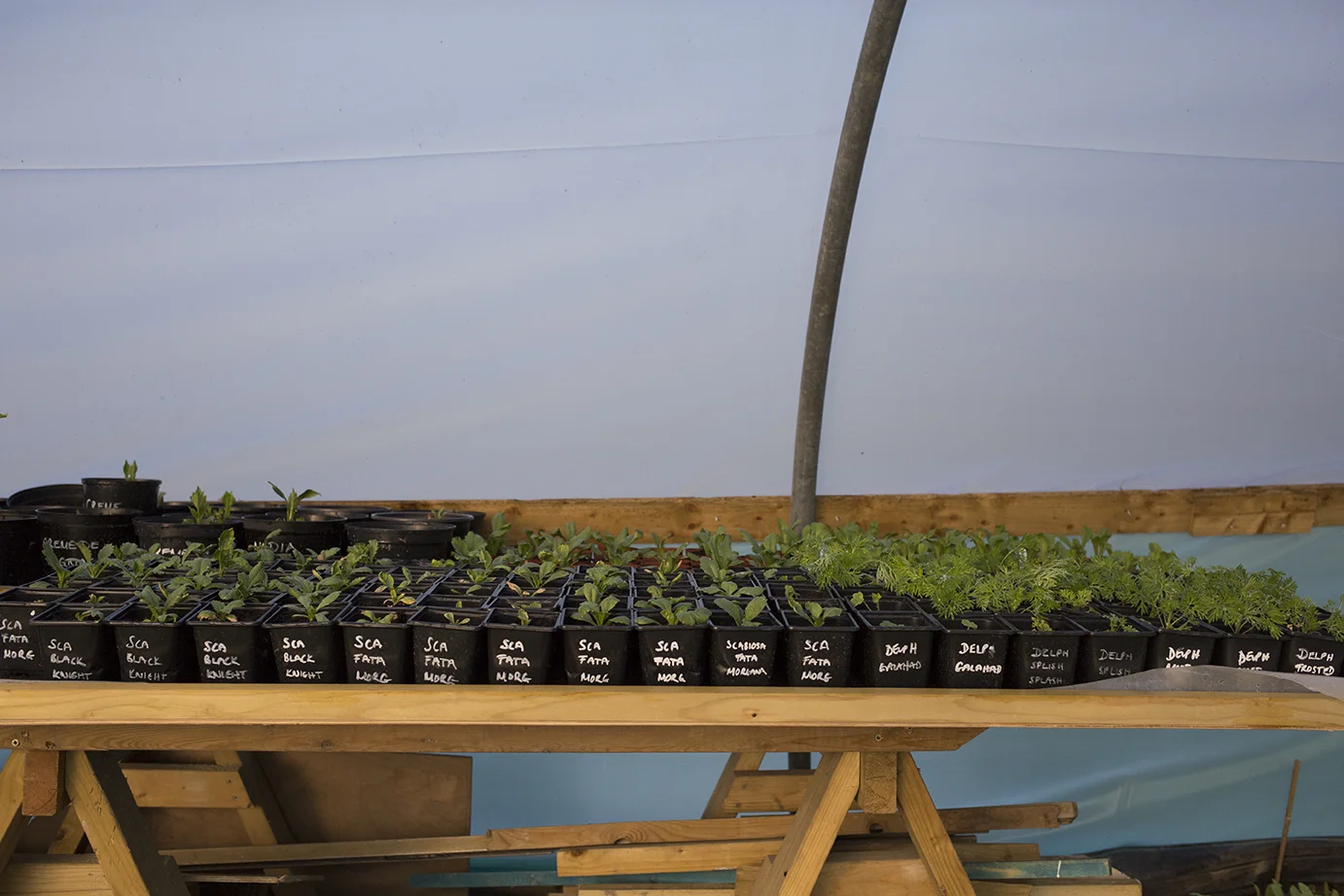 Cutting Garden | Scabiosa potted on and waiting to be planted in the outside beds