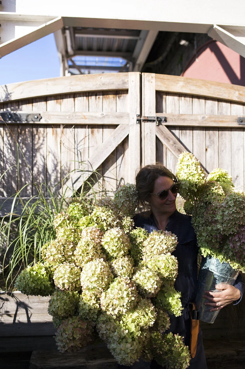 Armfuls of amazing Hydrangea Paniculata from The Real Flower Company