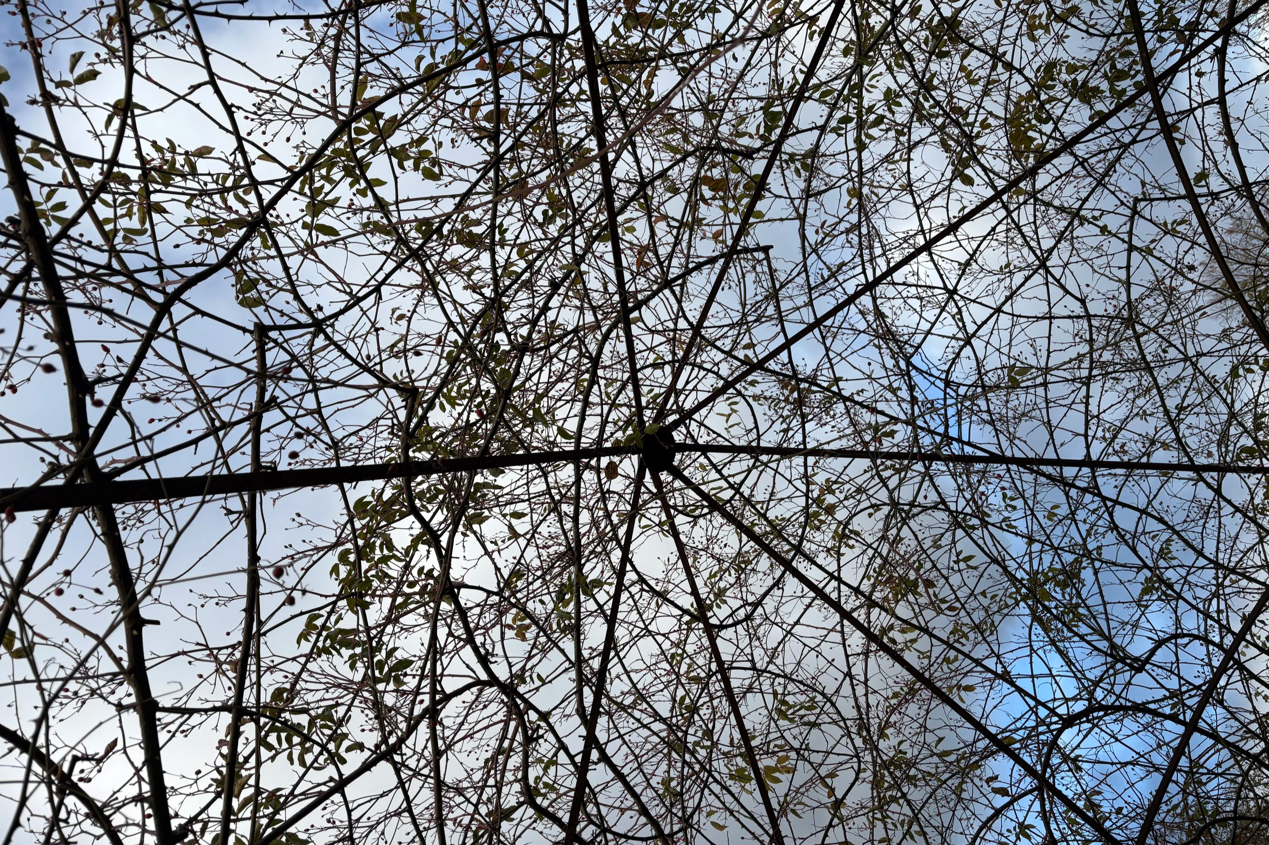 Sissinghurst