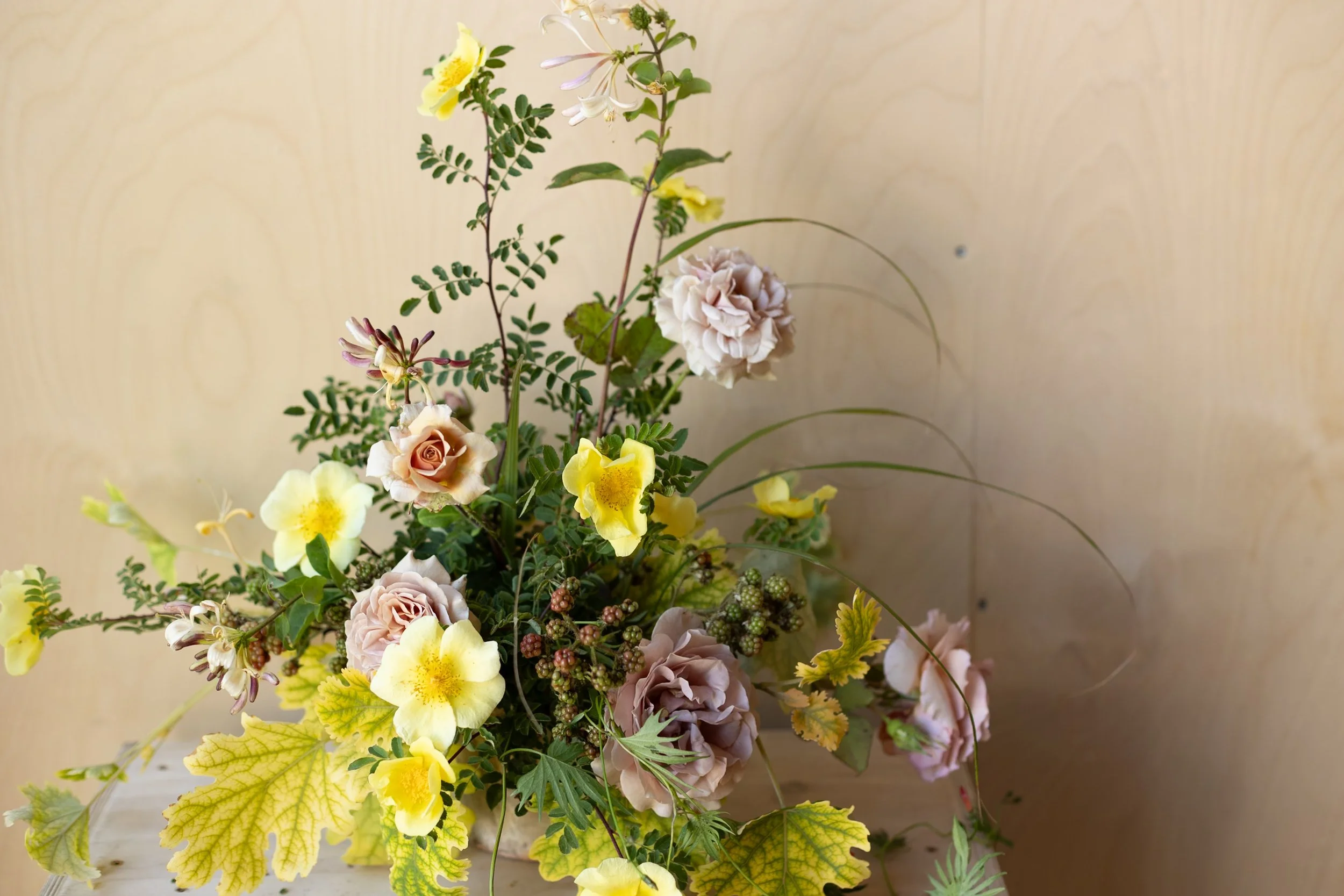 PLUME POPPY, CANARY BIRD