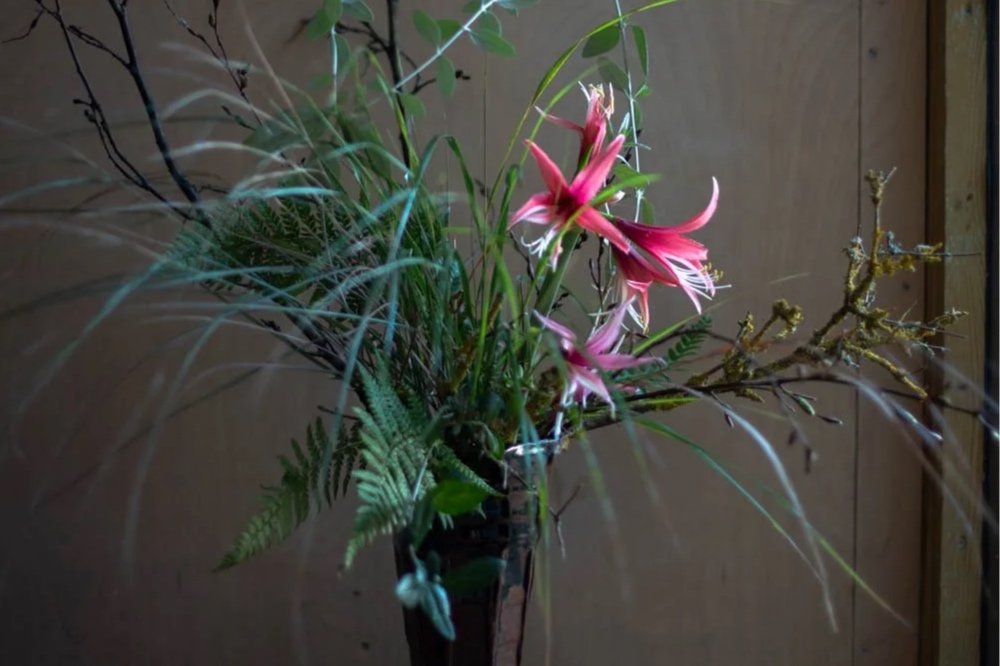 AMARYLLIS, TUFTED HAIR GRASS