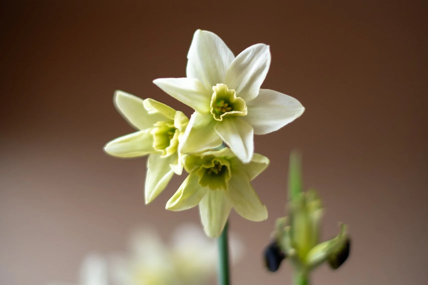 BLACK IRIS, POPPY LEAF, FRITILLARY