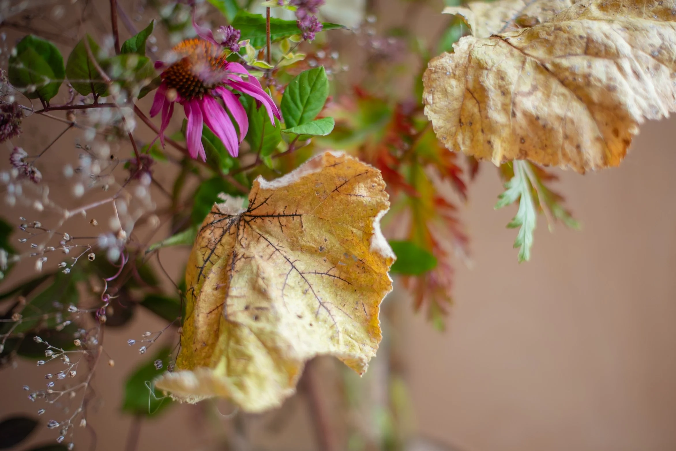 GIANT HERB ROBERT, CUP &amp; SAUCER VINE