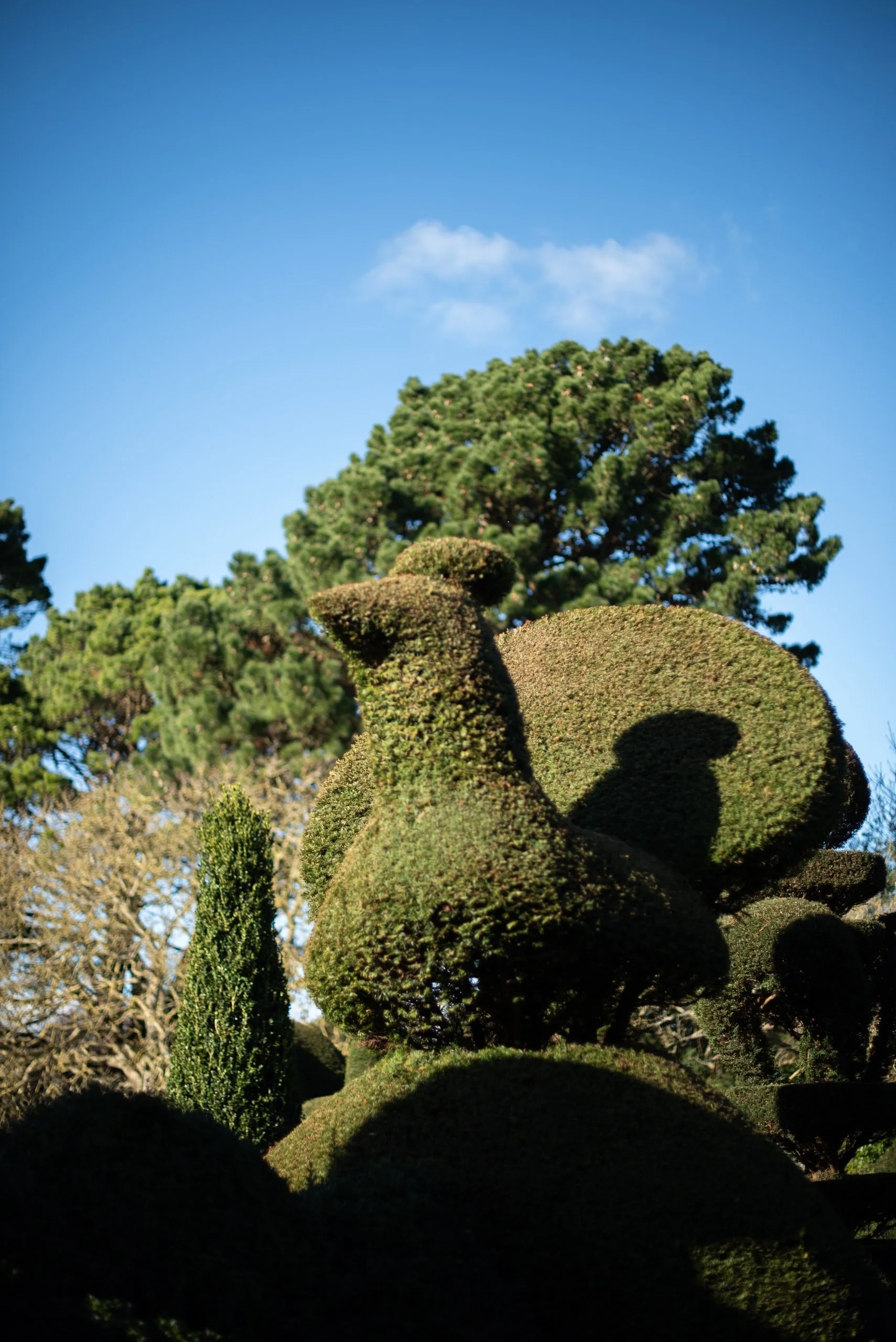 Charlotte Molesworth box topiary