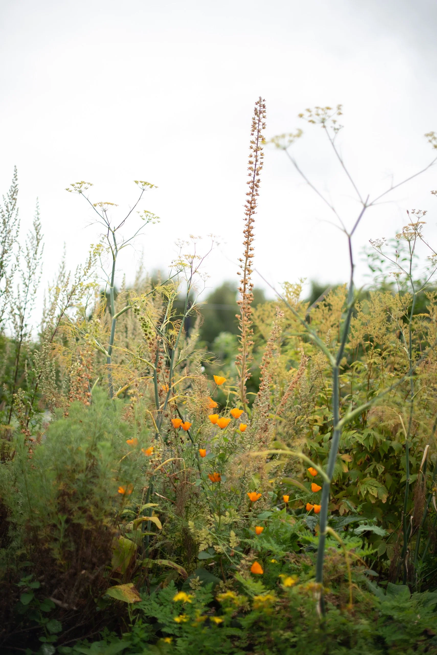 Naturalistic Flowers Aesme Studio