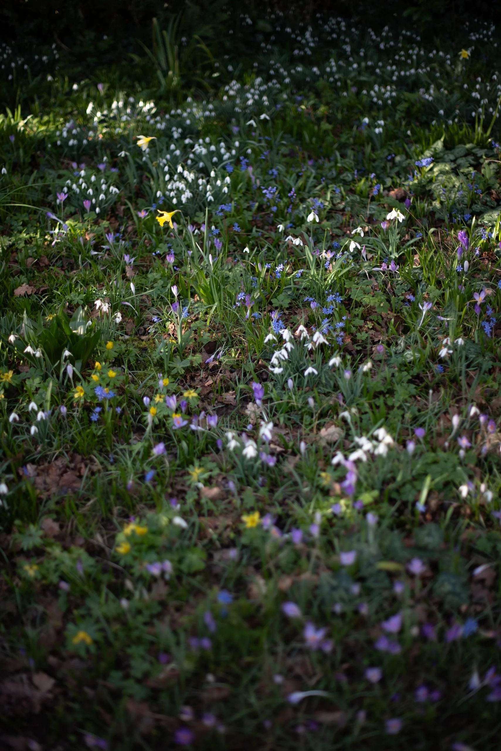 Spring garden Balmoral Cottage