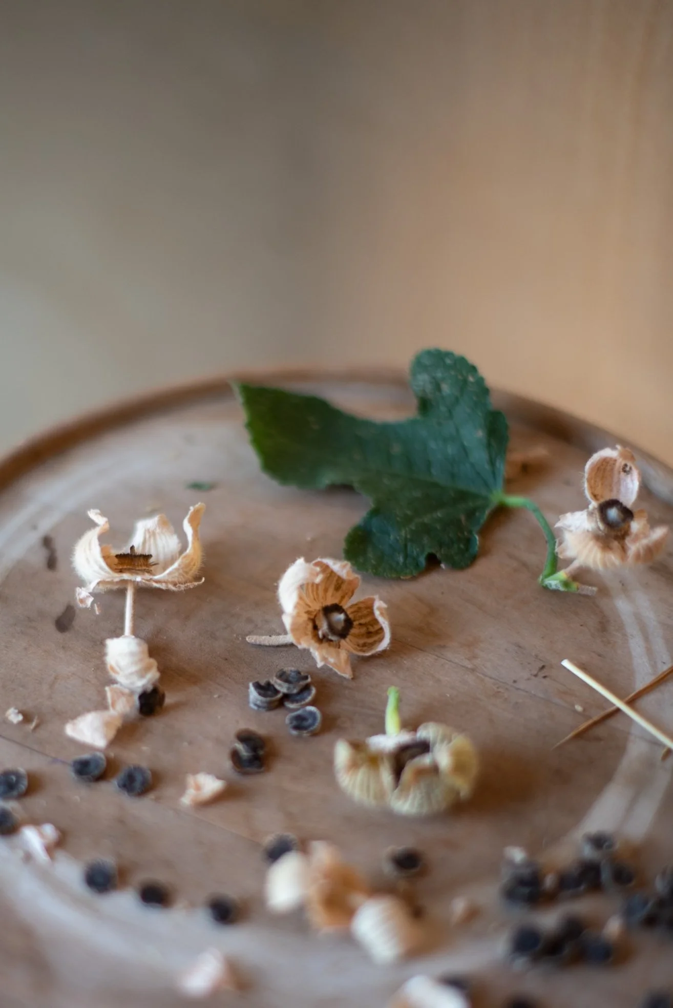 hollyhock seeds alcea rosea