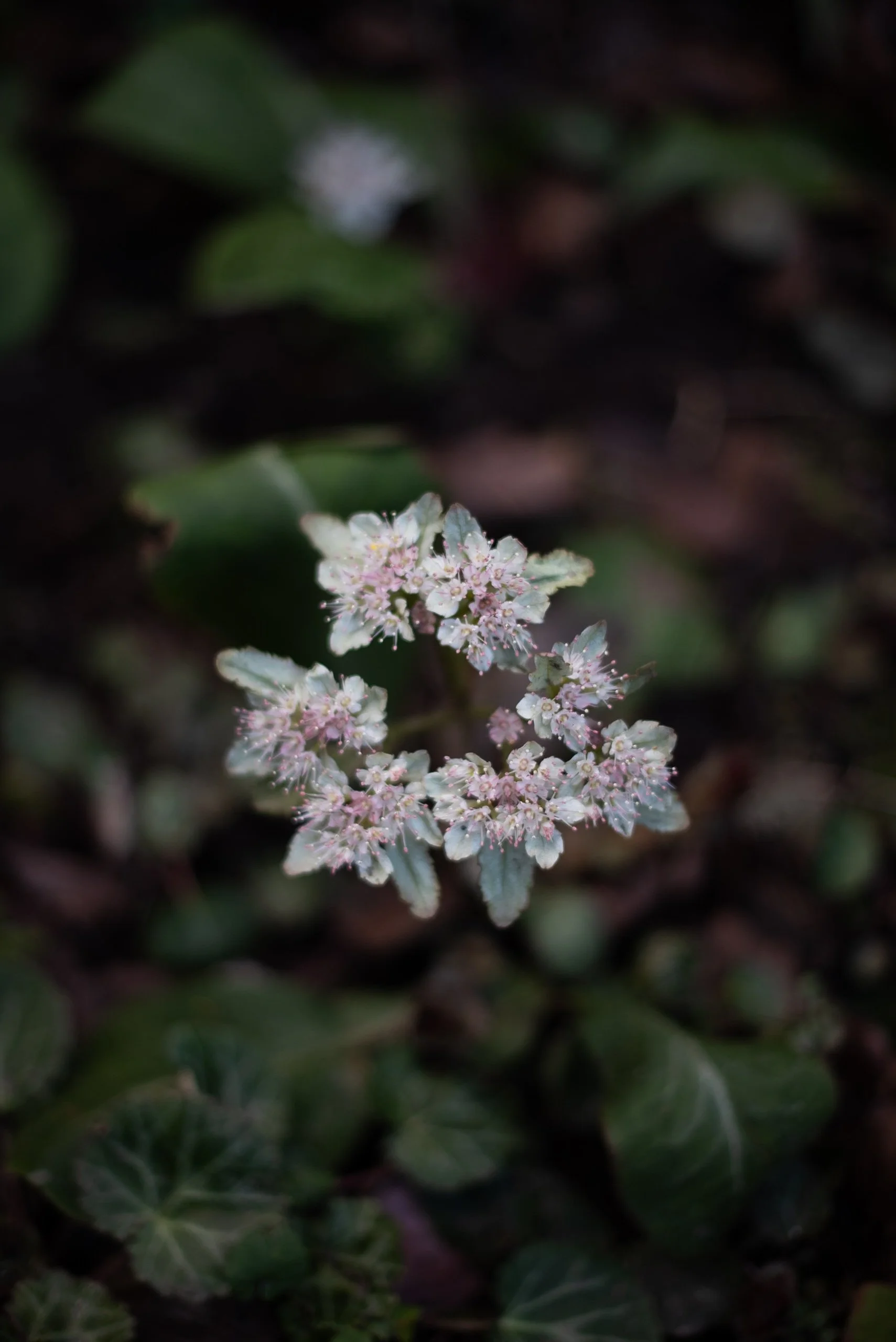 Chrysosplenium macrophyllum