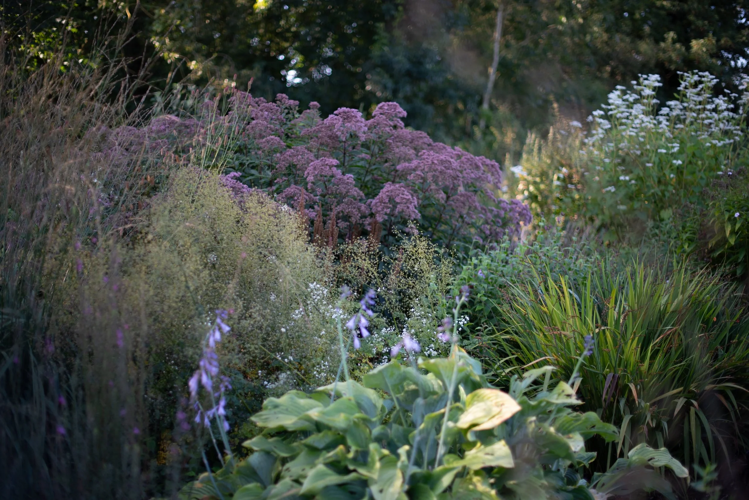 Plant Library Serge Hill
