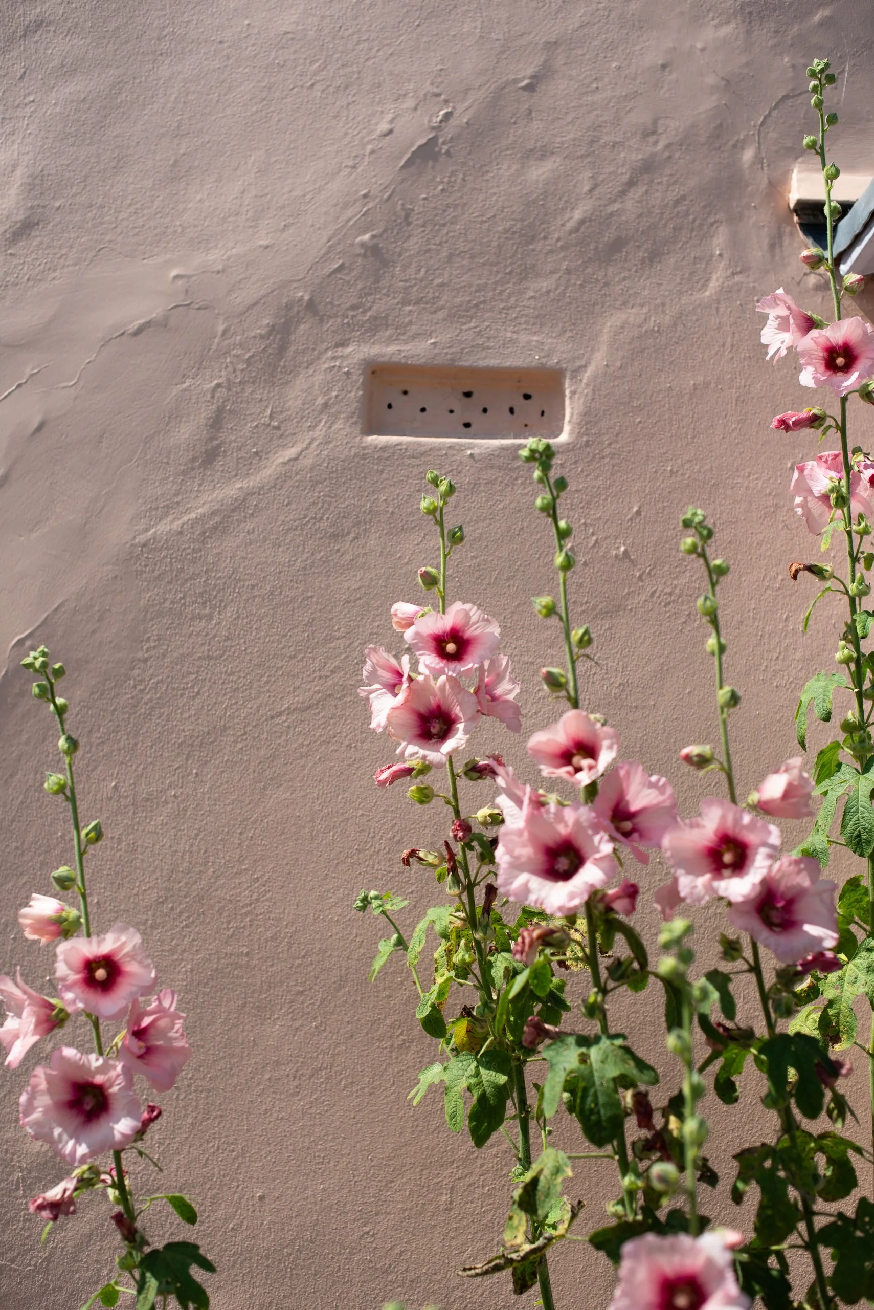 hollyhock