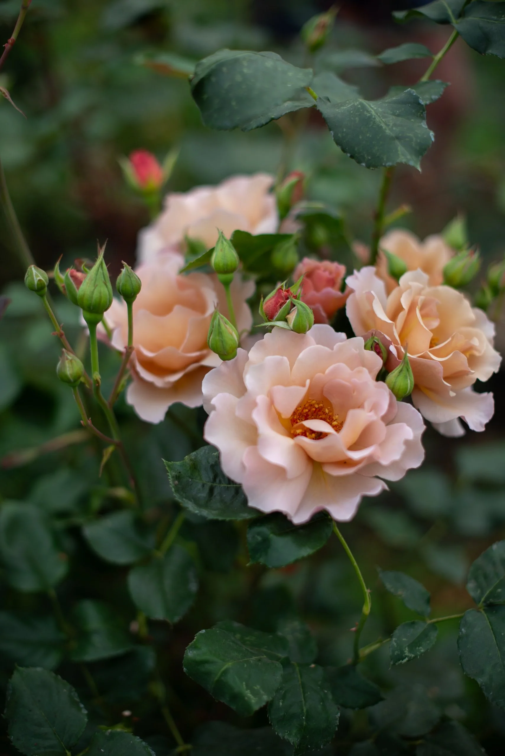Naturalistic Flowers Aesme Studio