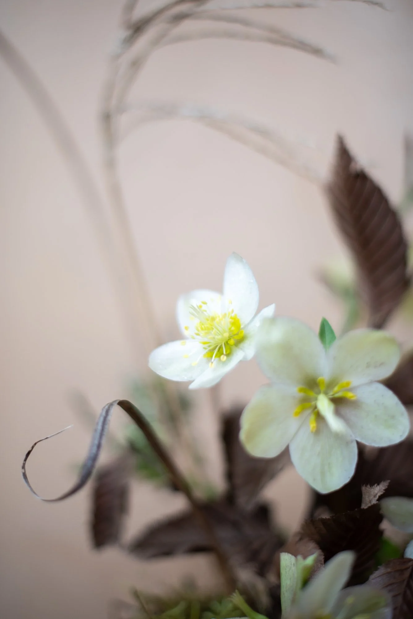 hellebore and miscanthus