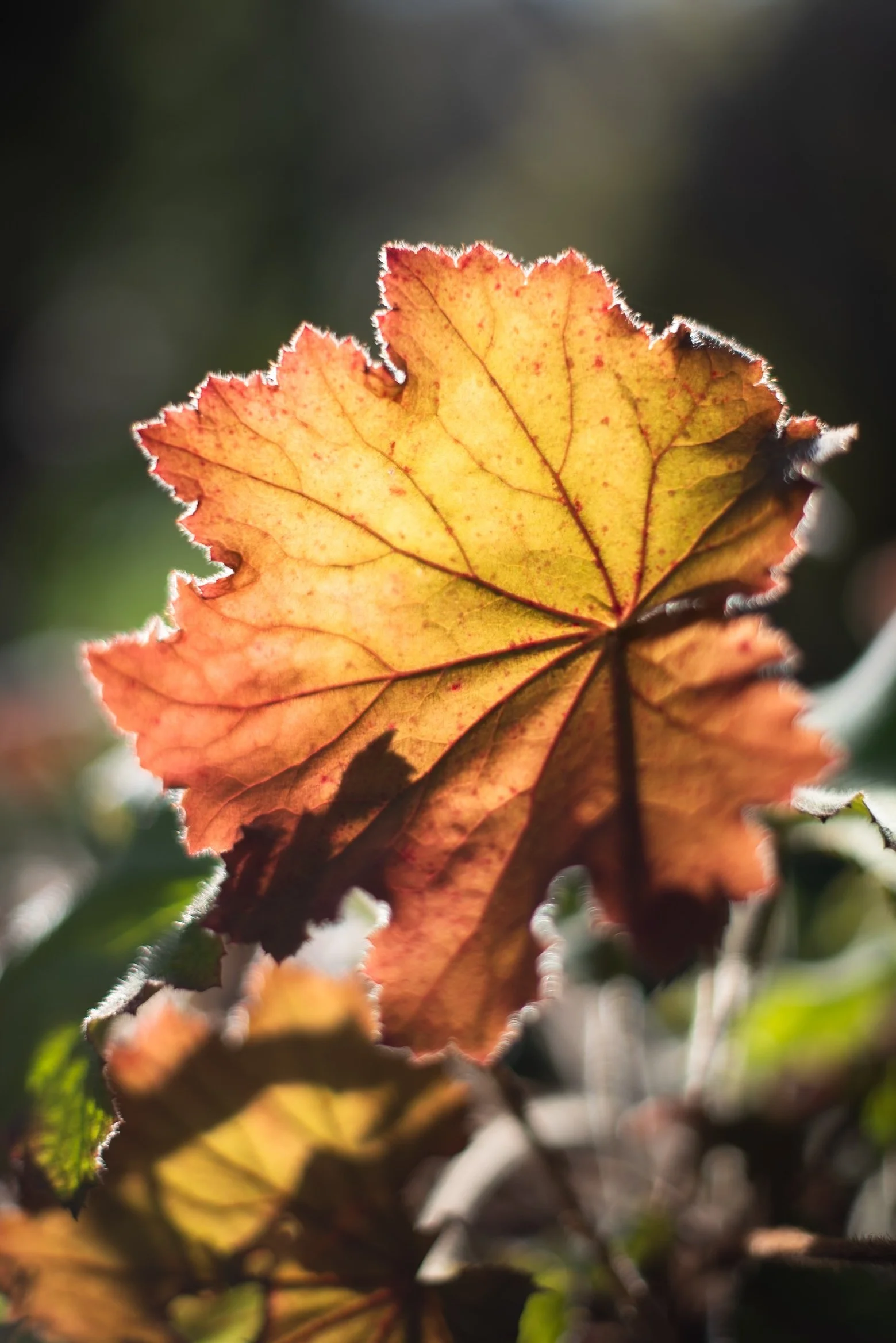 Heuchera leaf