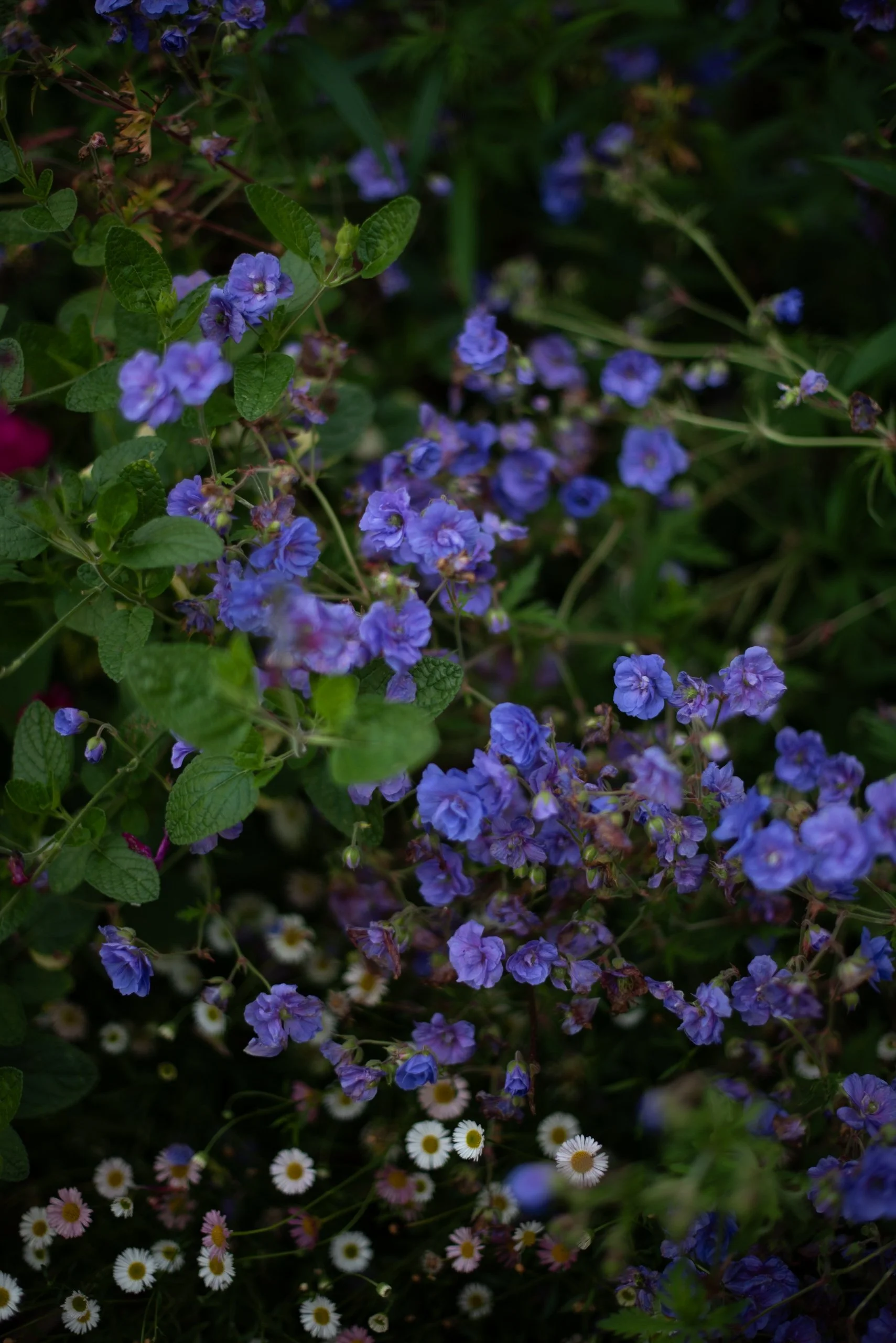 geranium