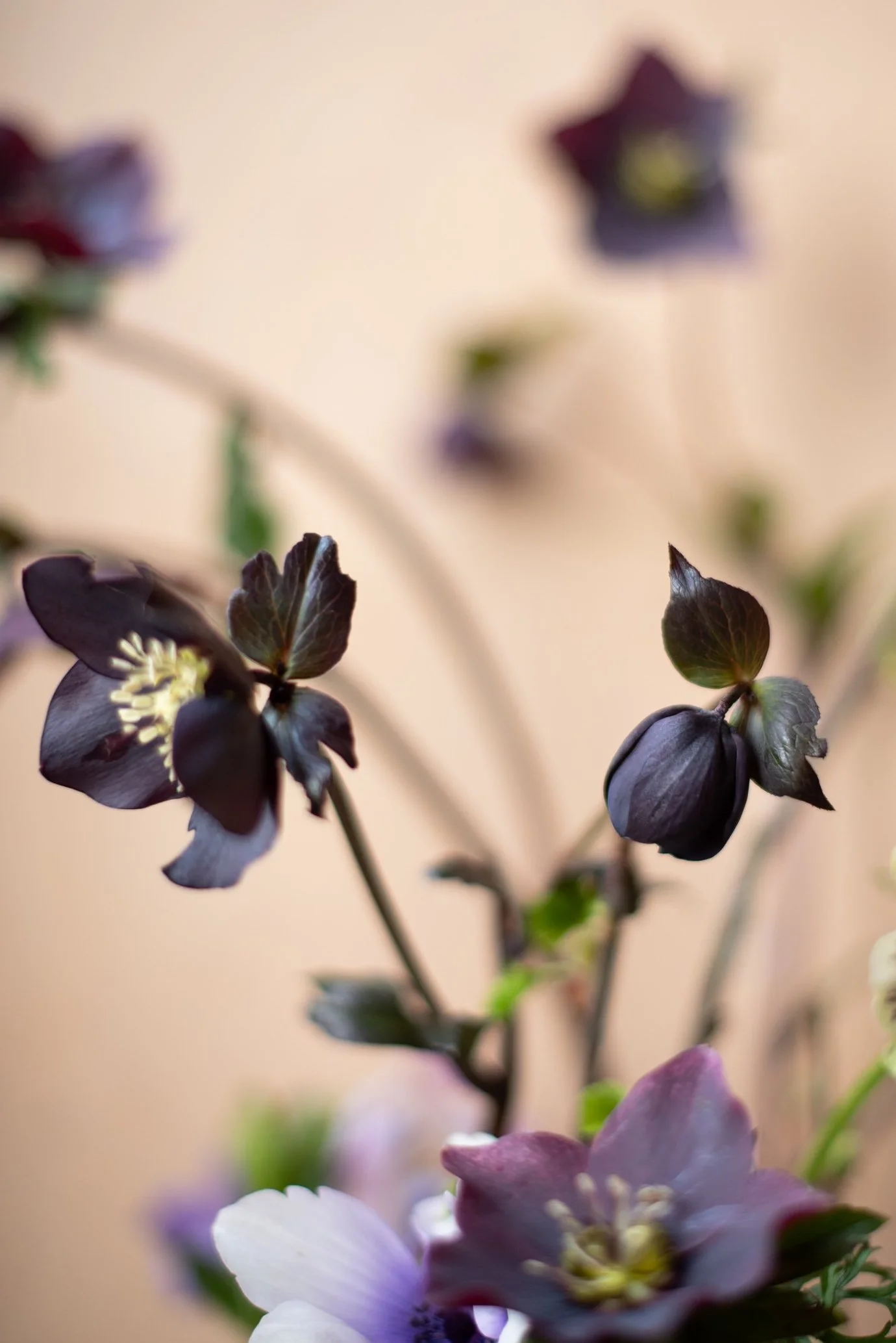 HELLEBORUS HARVINGTON BLACK