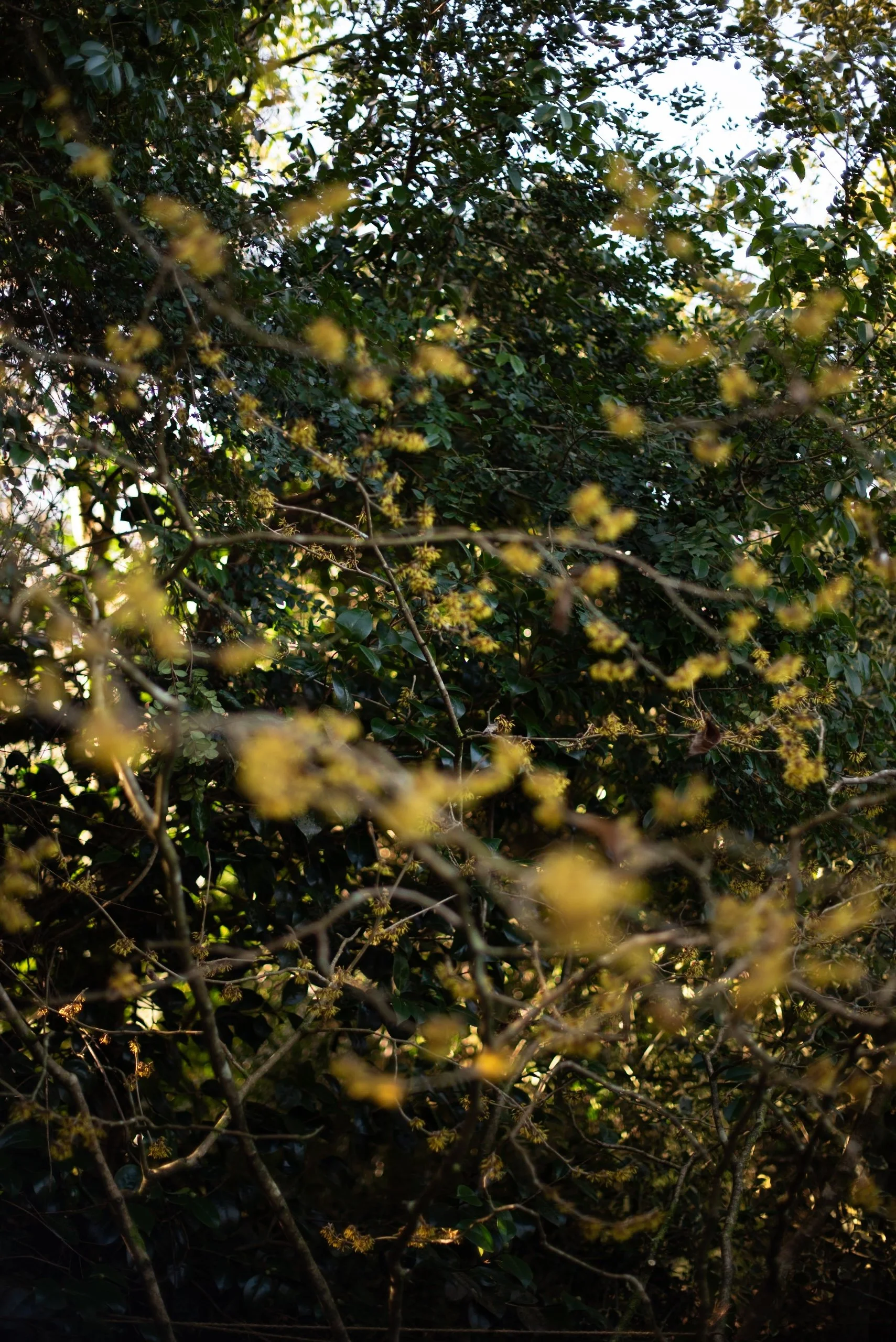 Balmoral Cottage Charlotte Molesworth