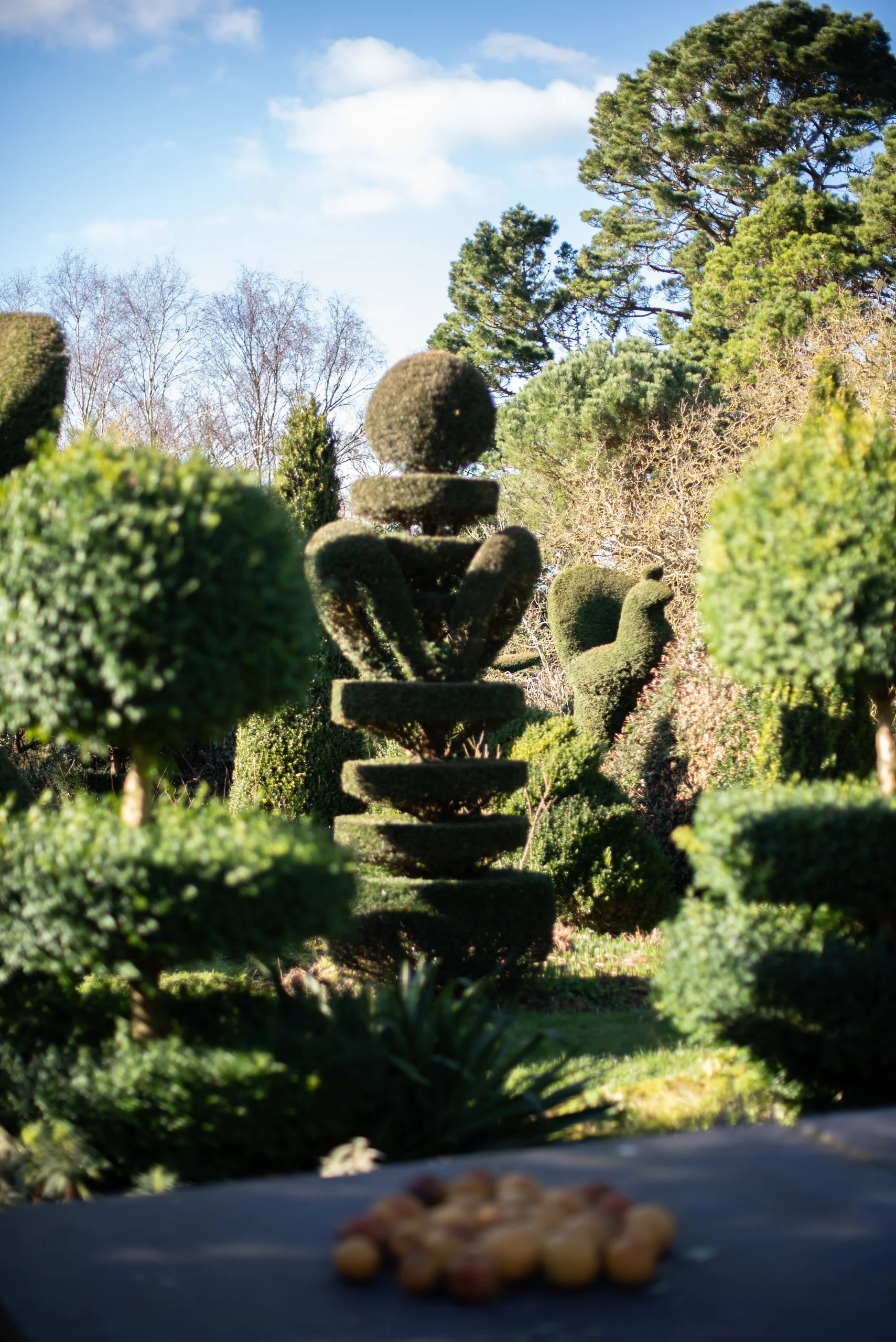 Charlotte Molesworth box topiary