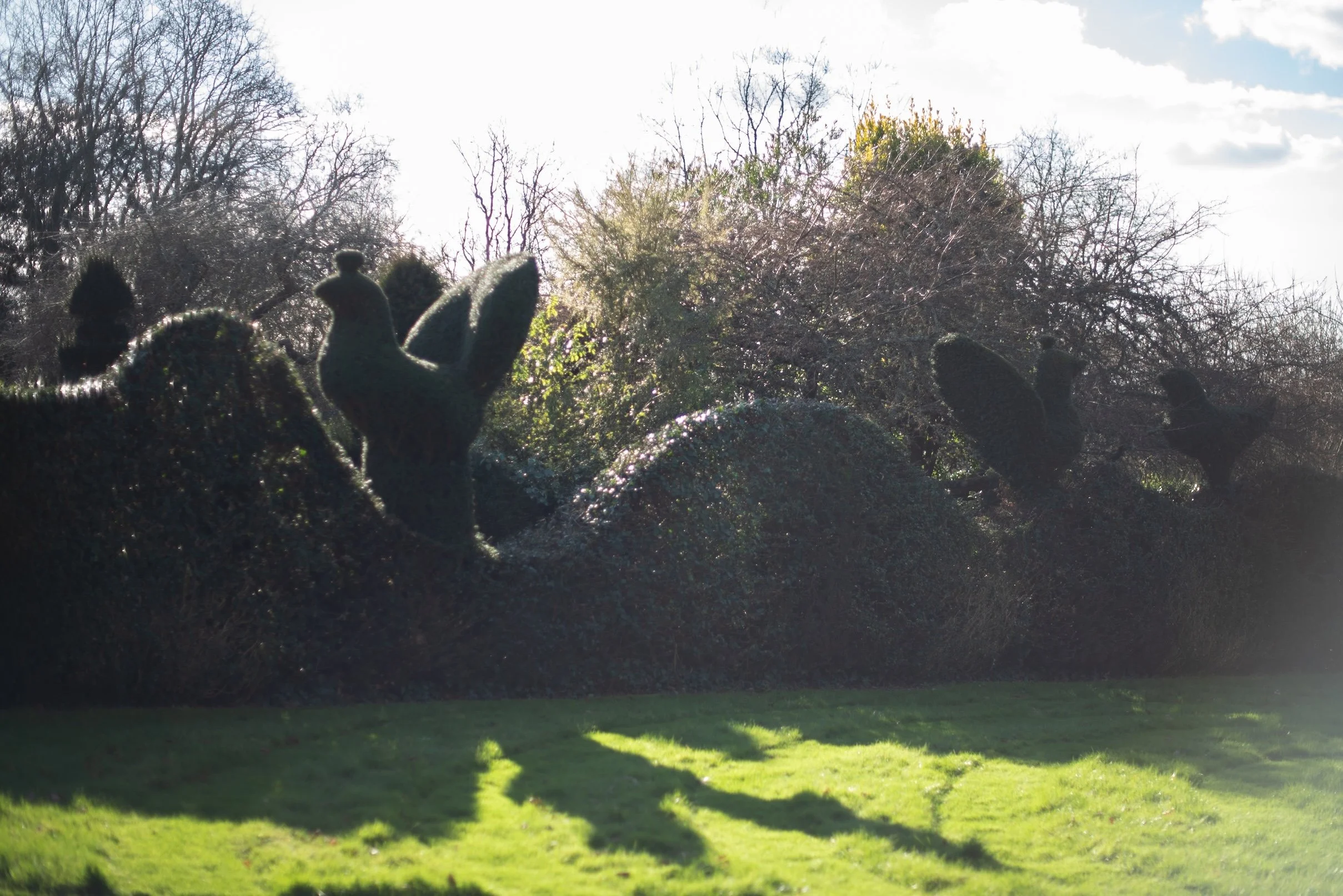 Charlotte Molesworth topiary
