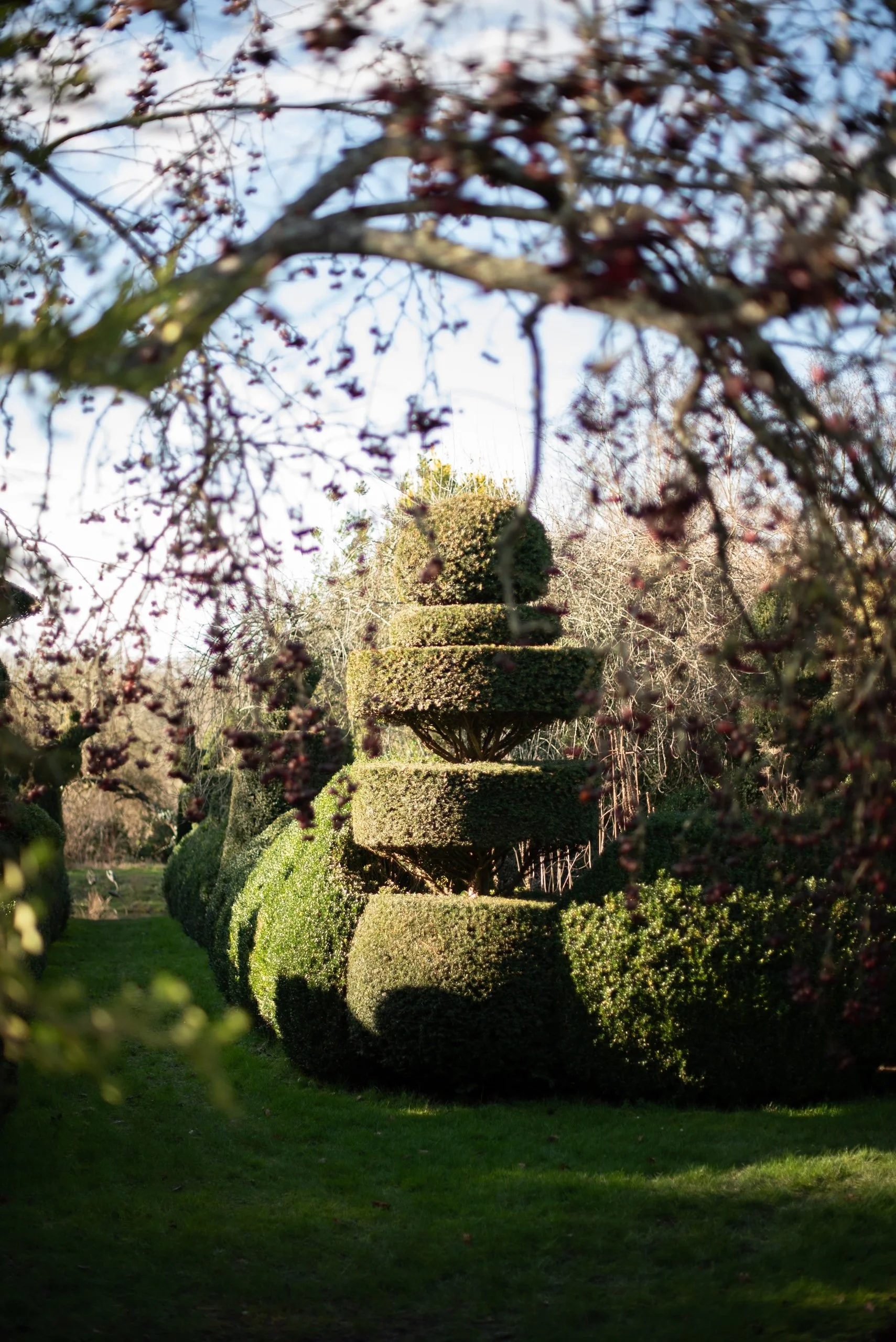 Charlotte Molesworth topiary