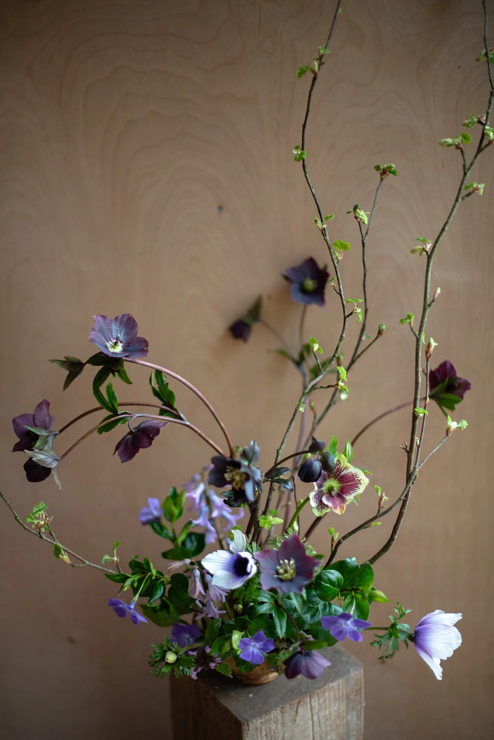 HELLEBORE AND PERIWINKLE
