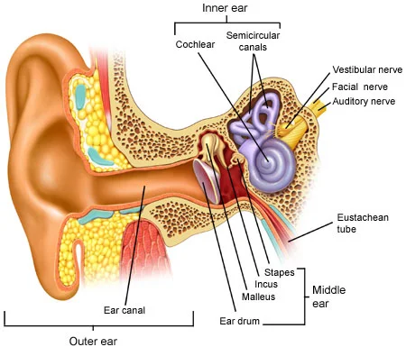 diagram-of-inner-ear.jpg