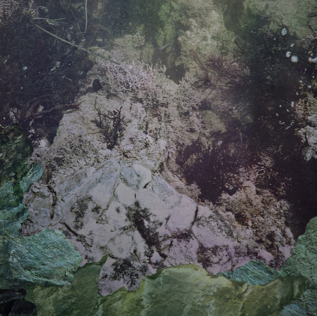   Tidal Pool I , detail,&nbsp;&nbsp; archival pigment prints, collage on panel, 54" x 43", 2012.  