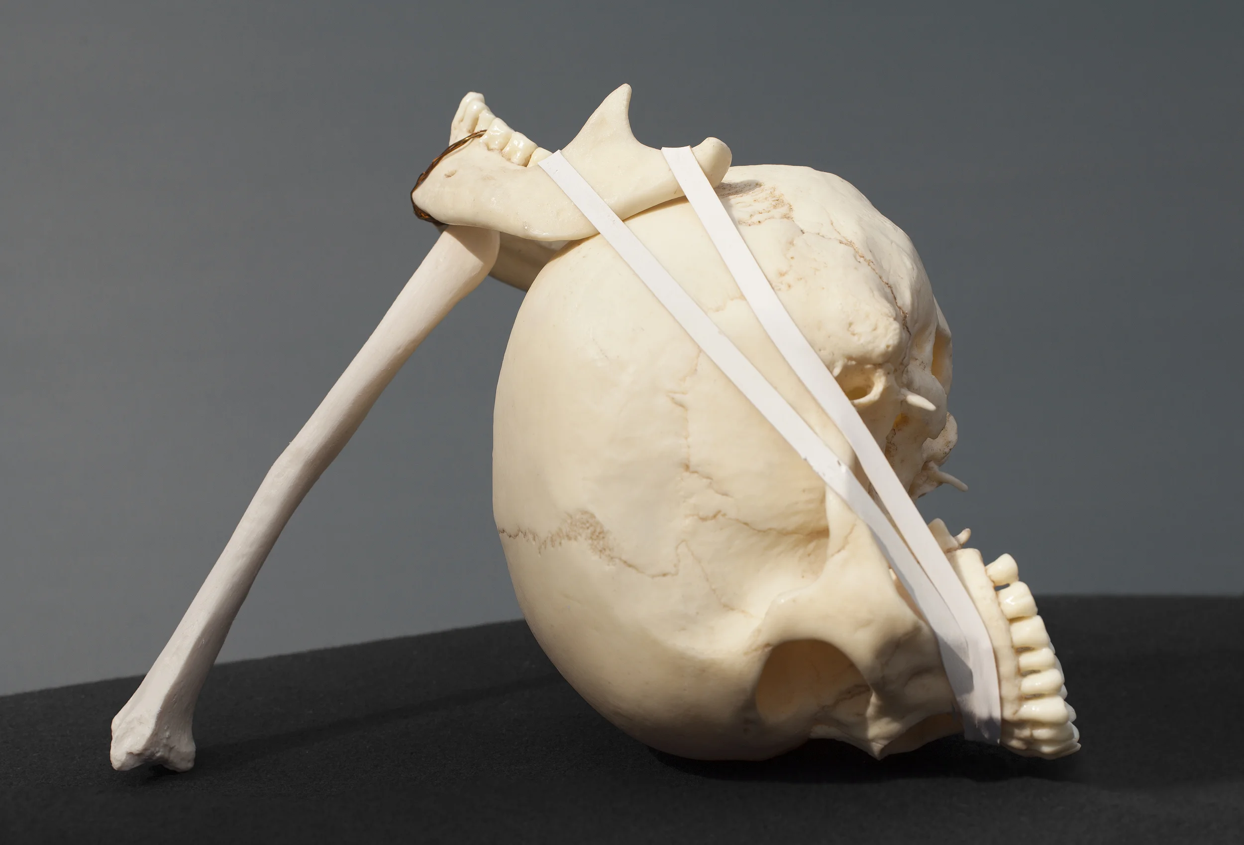 David's Sling (Magic Wand), 2014, plastic skull, bone and rubber bands