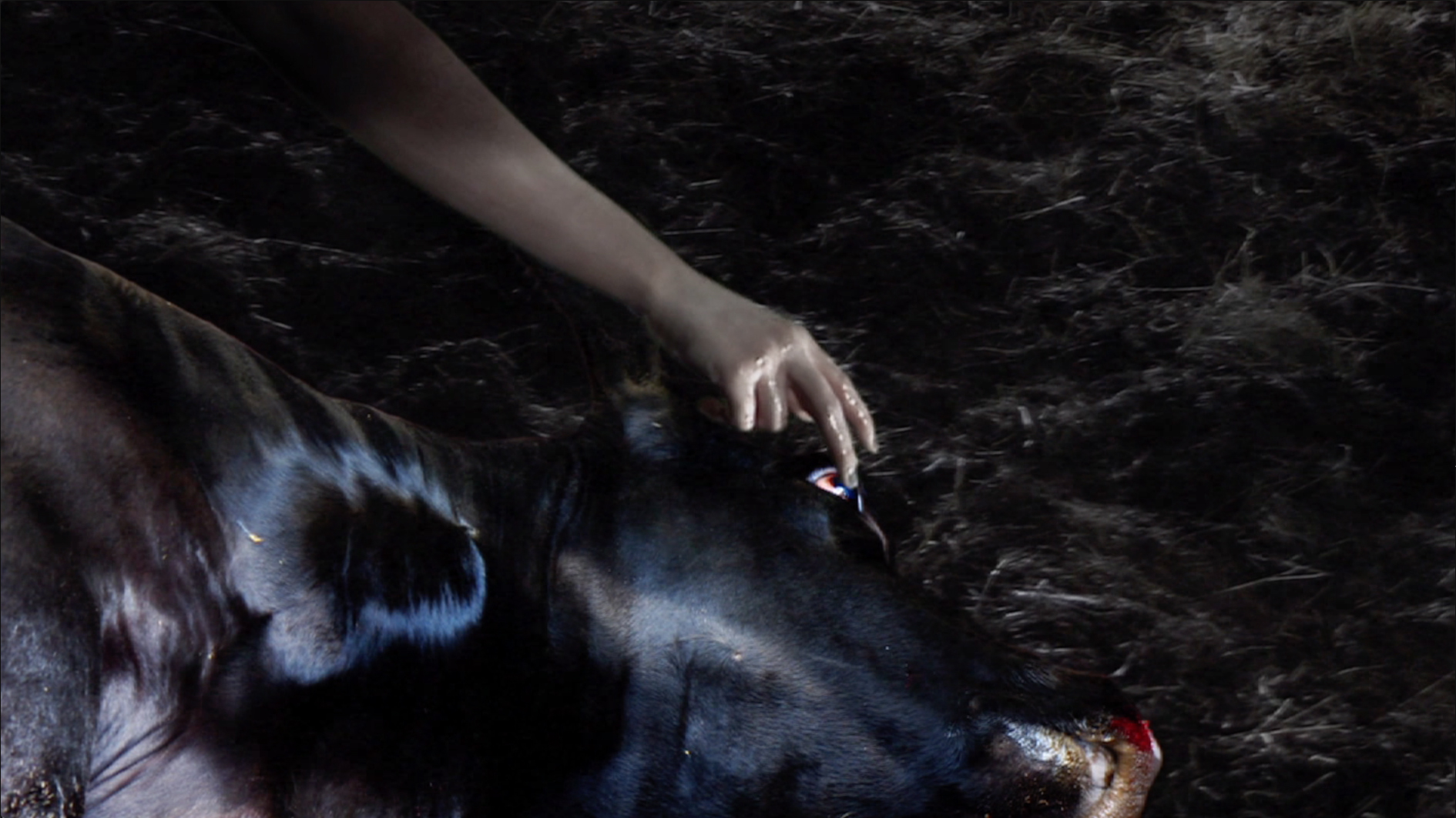 cow eye touch.jpg