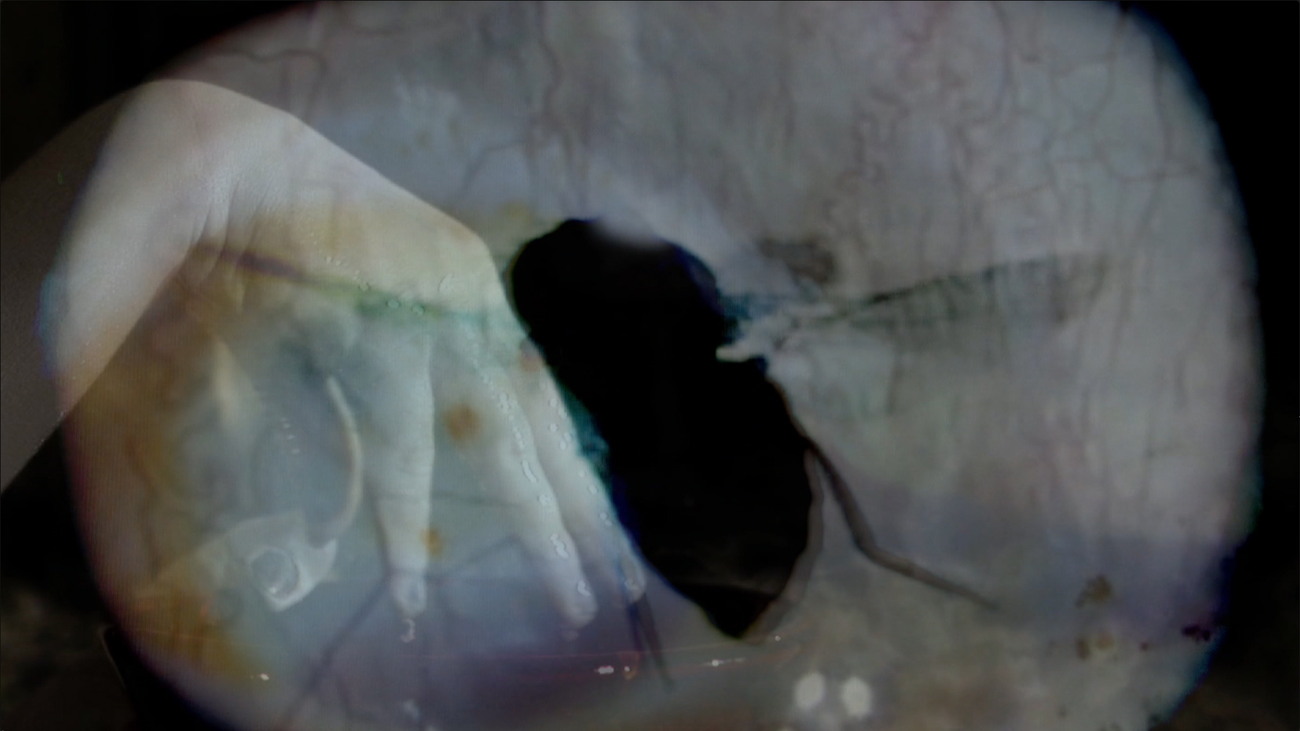 fly eye.jpg