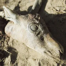 dust head icon.jpg