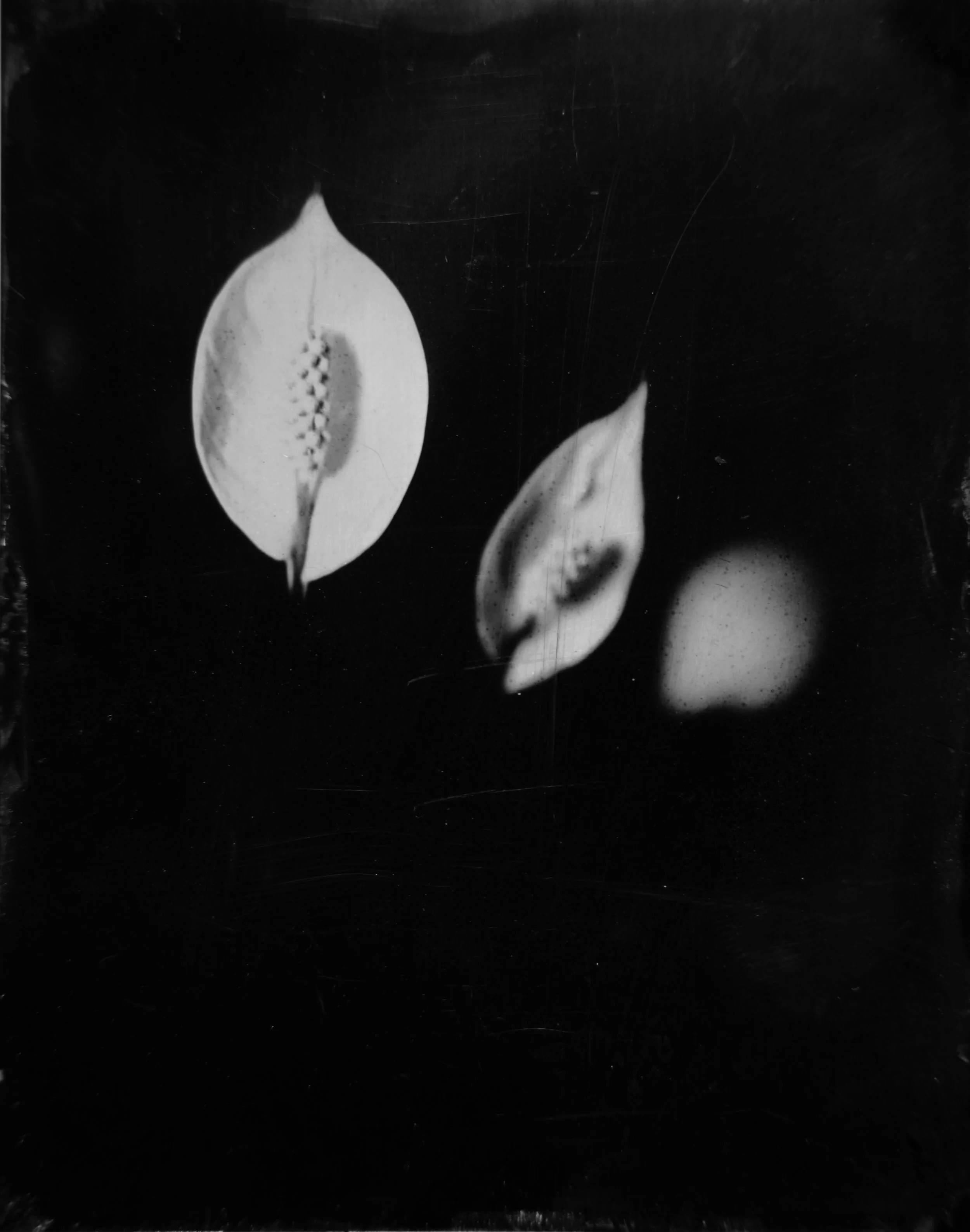 flower.jpg