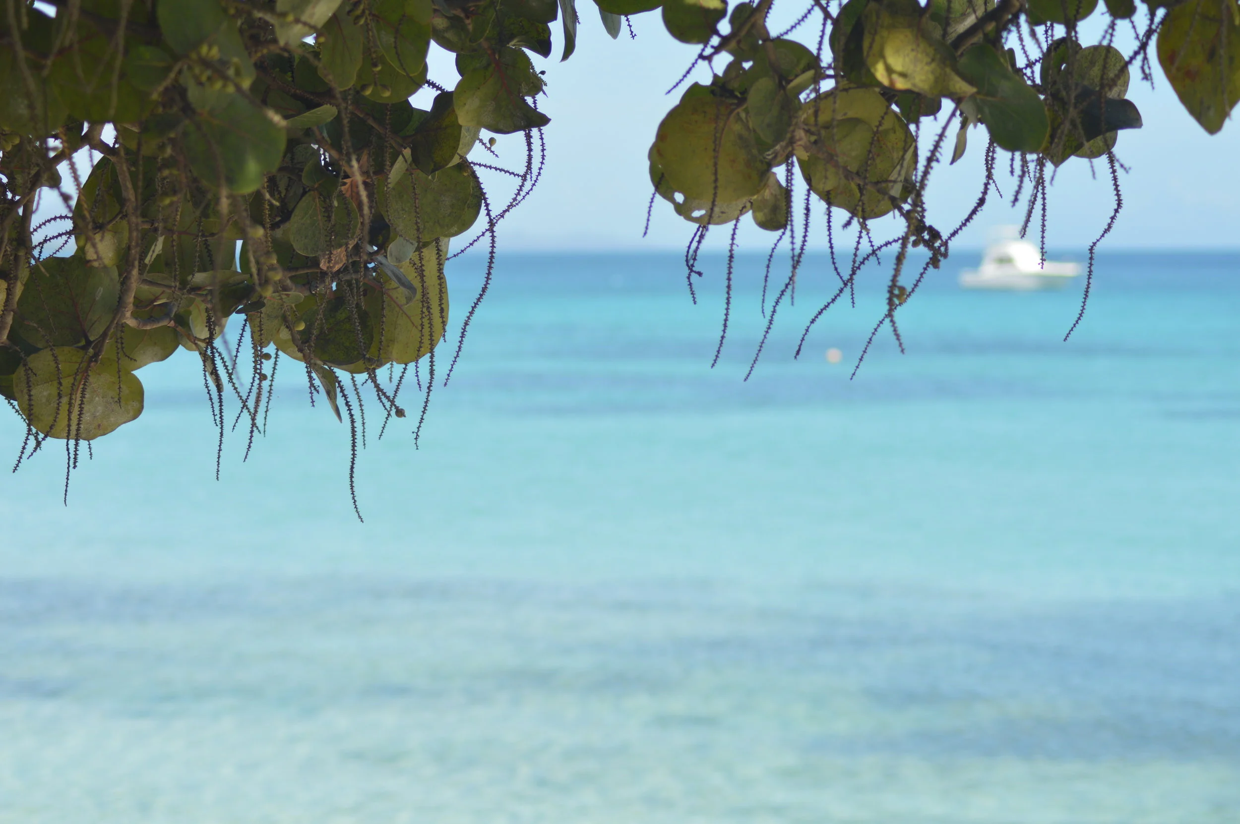 YTT Intensive in the Caribbean
