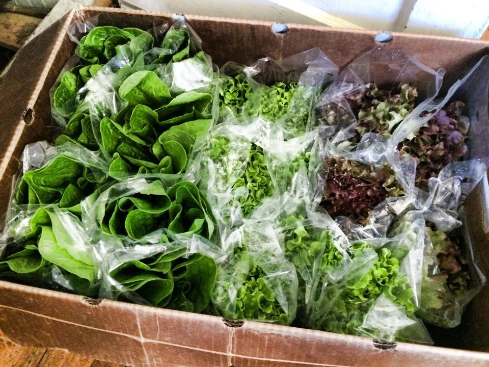 LocalLettuce.jpg