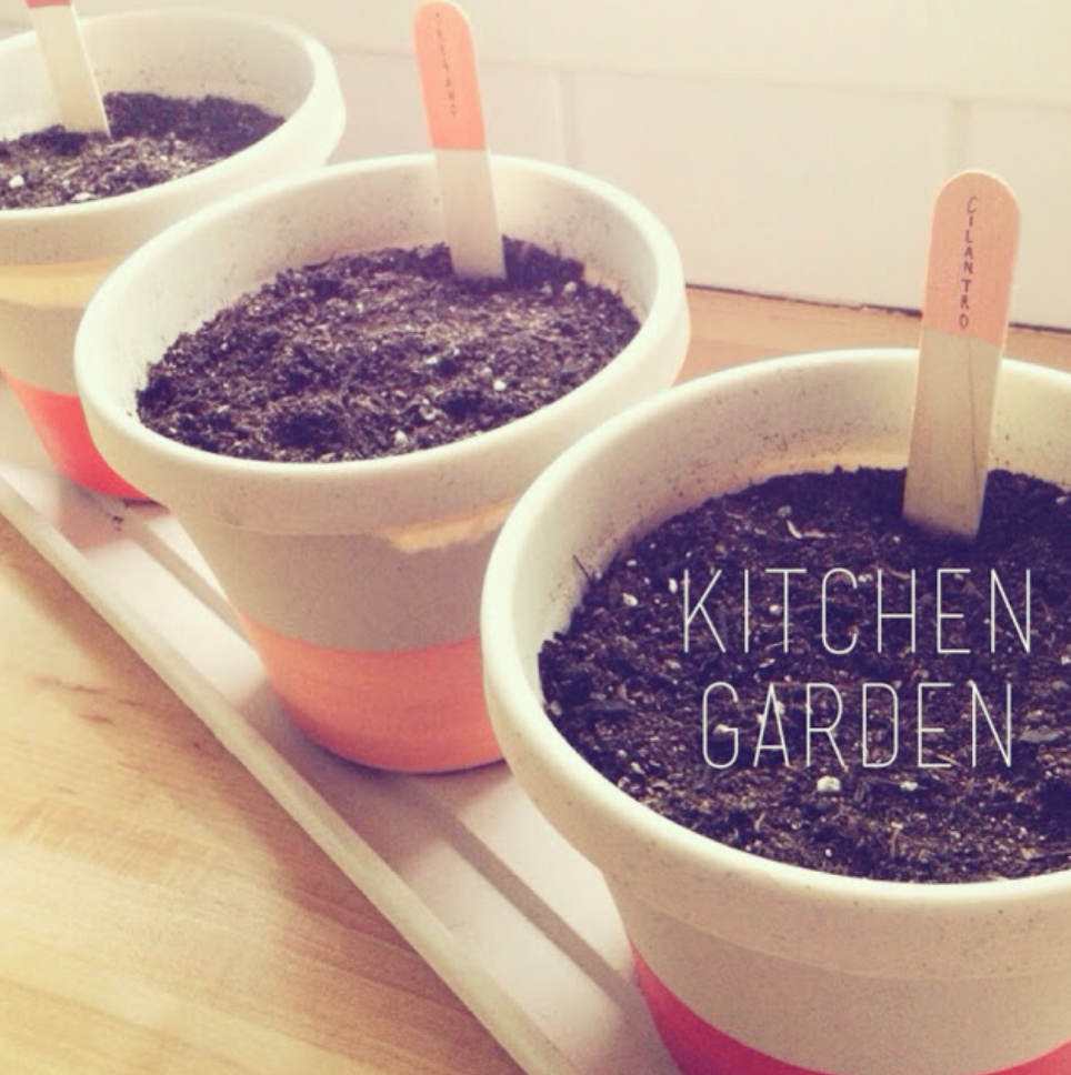Kitchen Herbs- DIY GIVEAWAY!