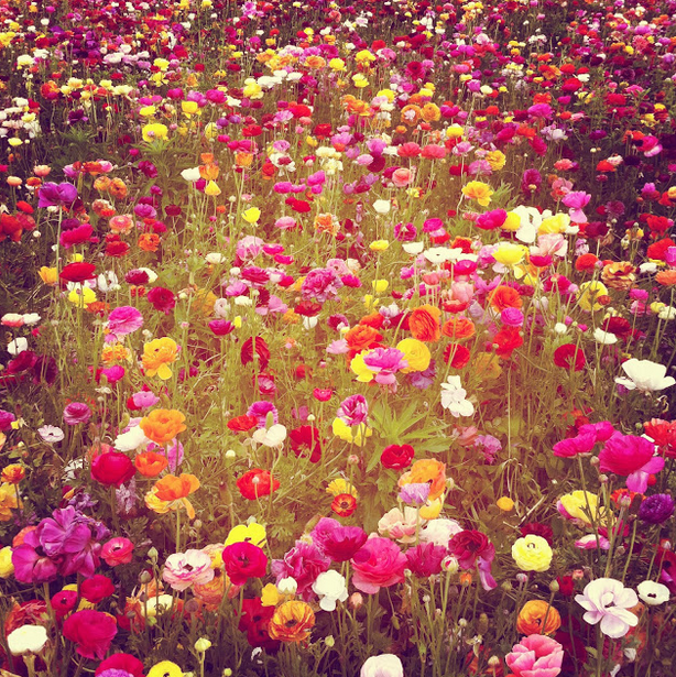 Flower Bomb