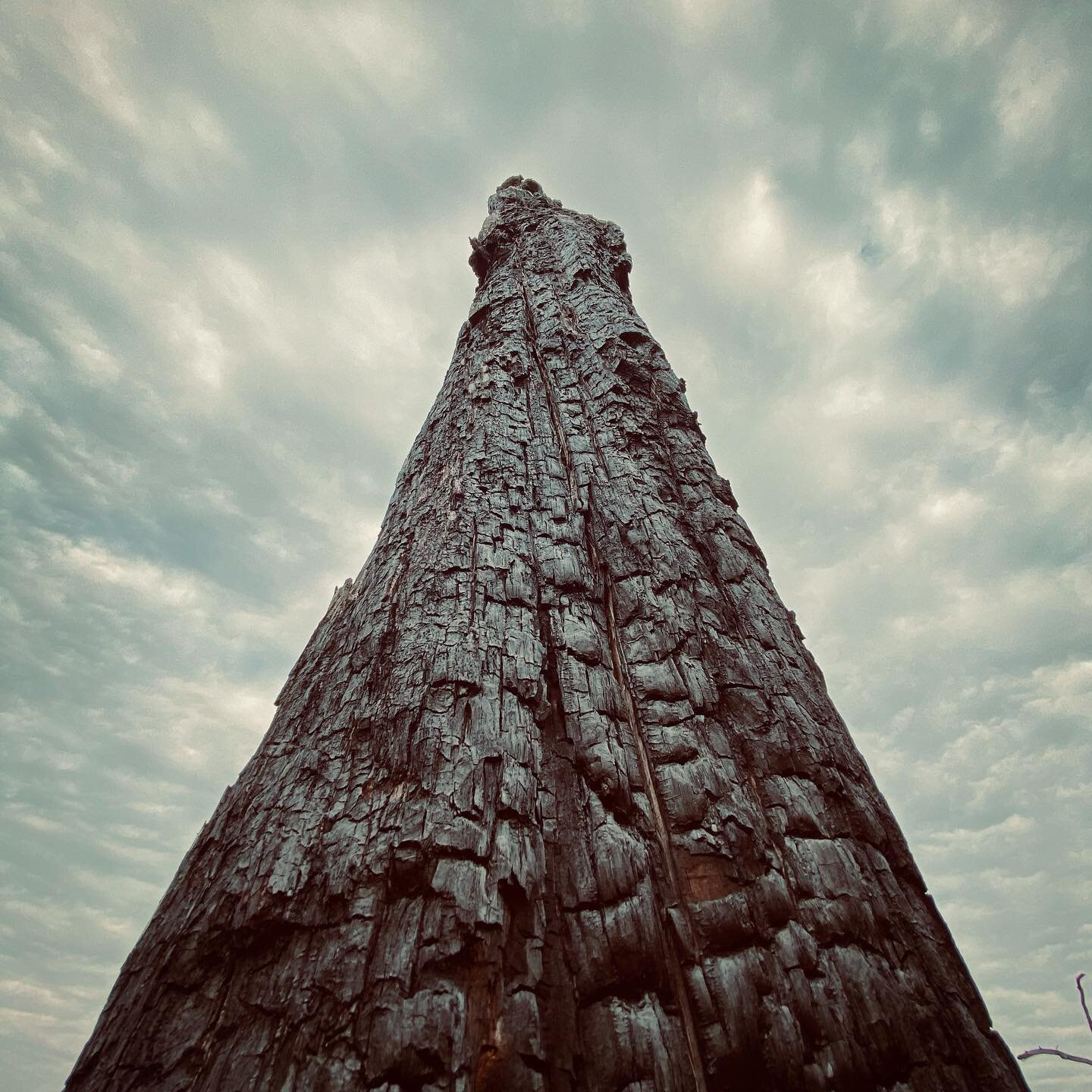 #treesremainaswitnesses 
#theskylooms

Monuments to the Bastrop fires of 2011