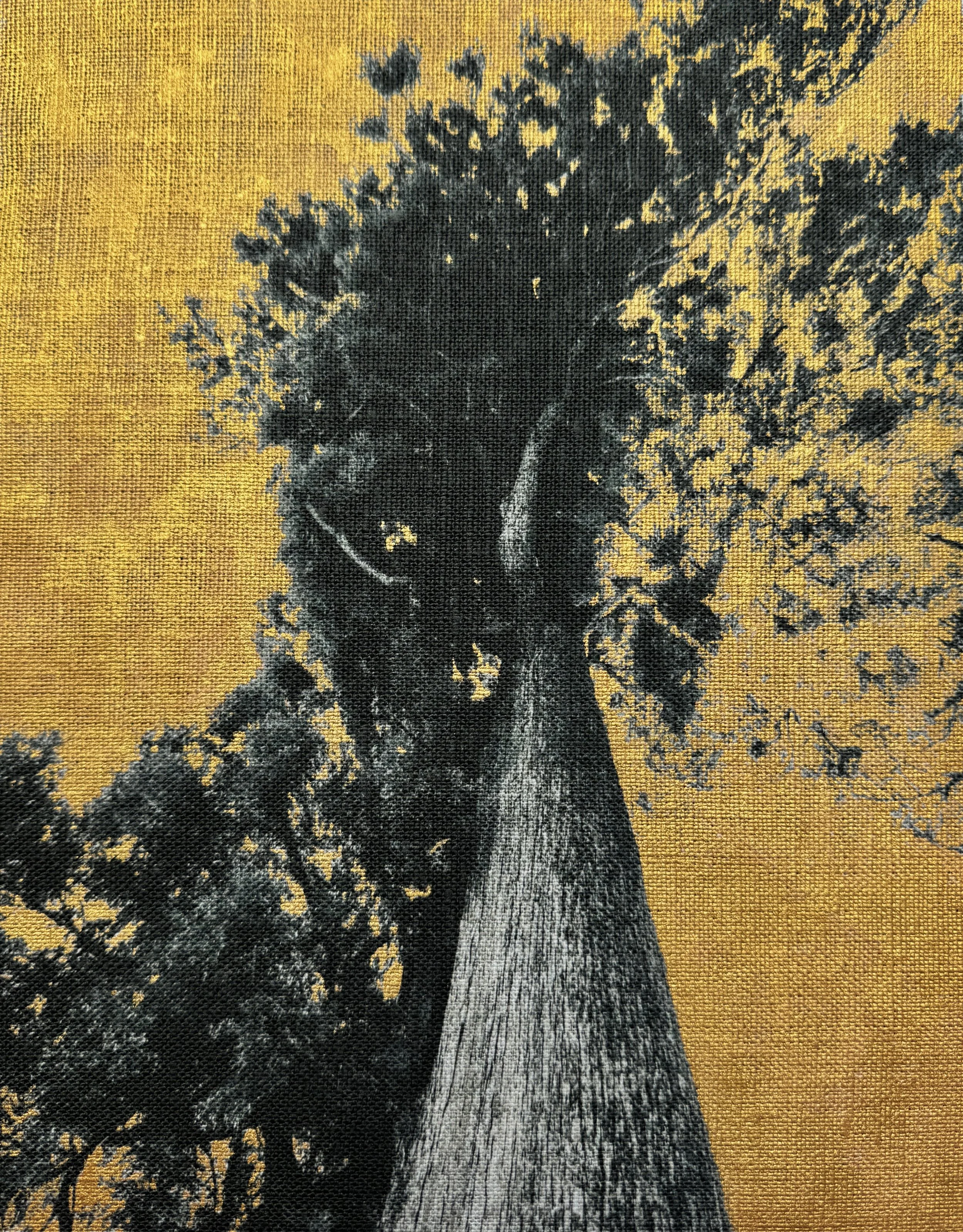 Intimate Portraits of Trees. 2020-2024