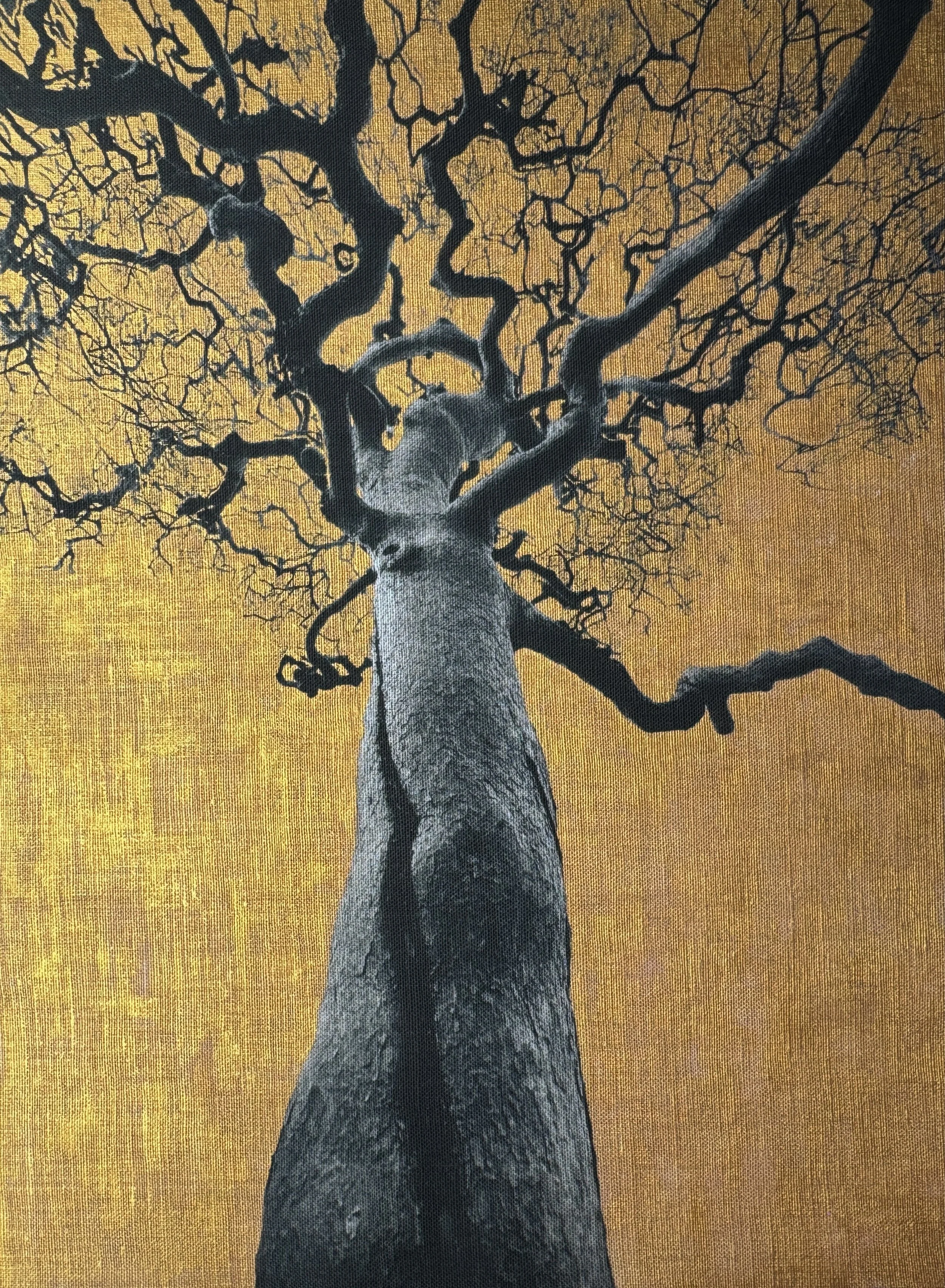 Intimate Portraits of Trees, 2020-2024